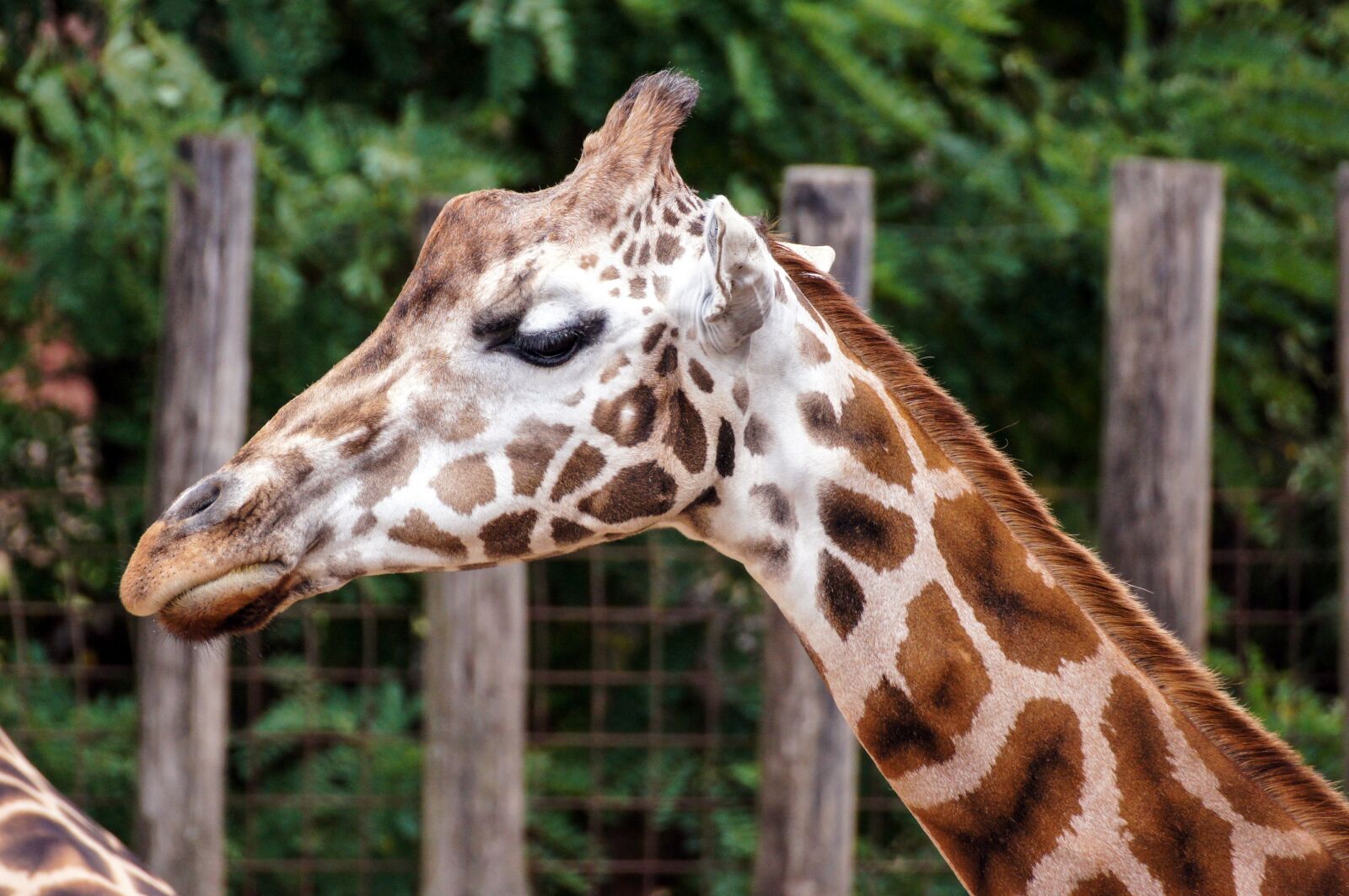Sony SLT-A55 (SLT-A55V) sample photo. Giraffe, zoo, mammal photography
