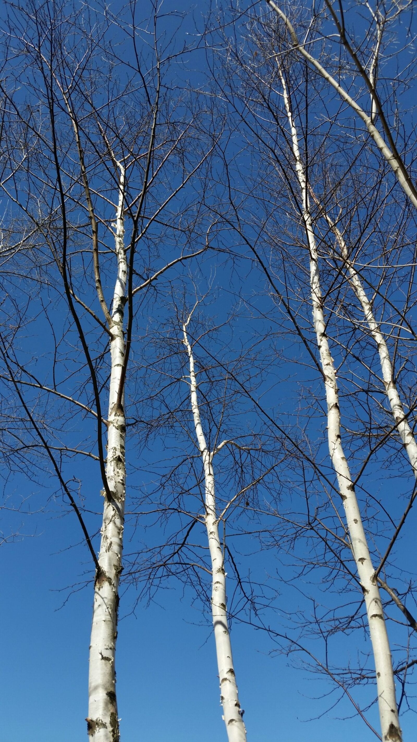 Samsung Galaxy S5 sample photo. Birch, aspen, wisconsin photography
