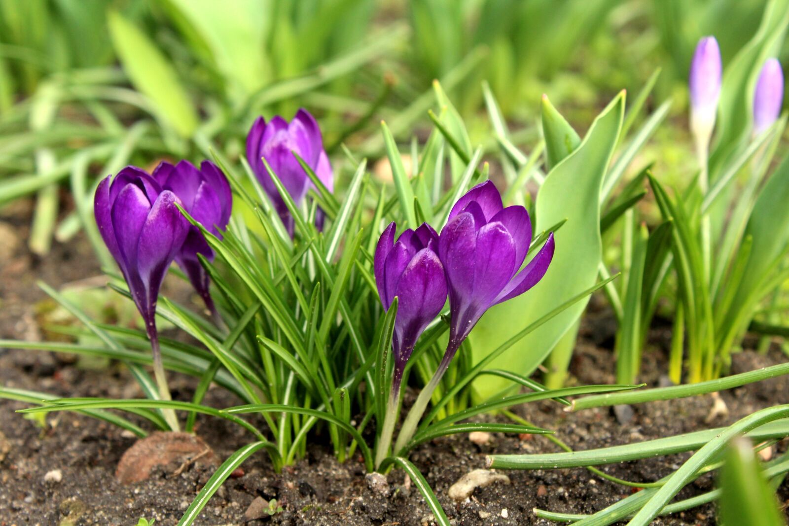 Canon EOS 1200D (EOS Rebel T5 / EOS Kiss X70 / EOS Hi) sample photo. Crocus, march, spring flowers photography