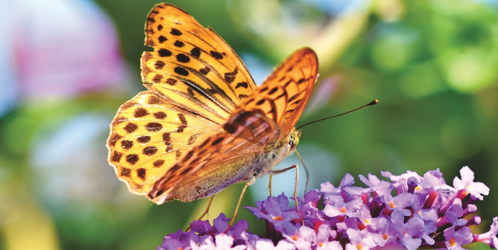 Nikon D7200 sample photo. Butterfly, large fritillary, color photography
