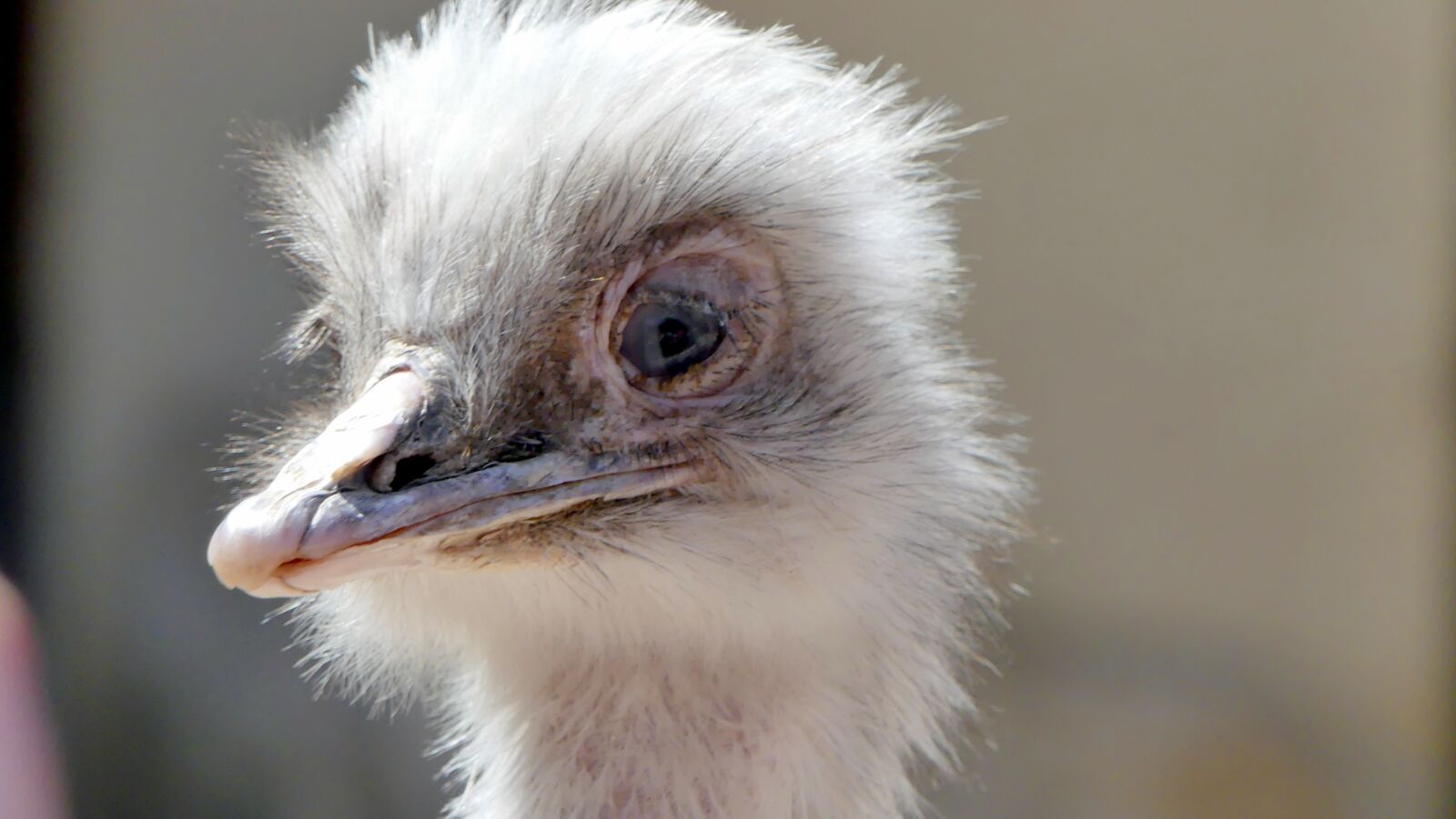 Panasonic Lumix DMC-FZ300 sample photo. Ostrich, zoo, animals photography