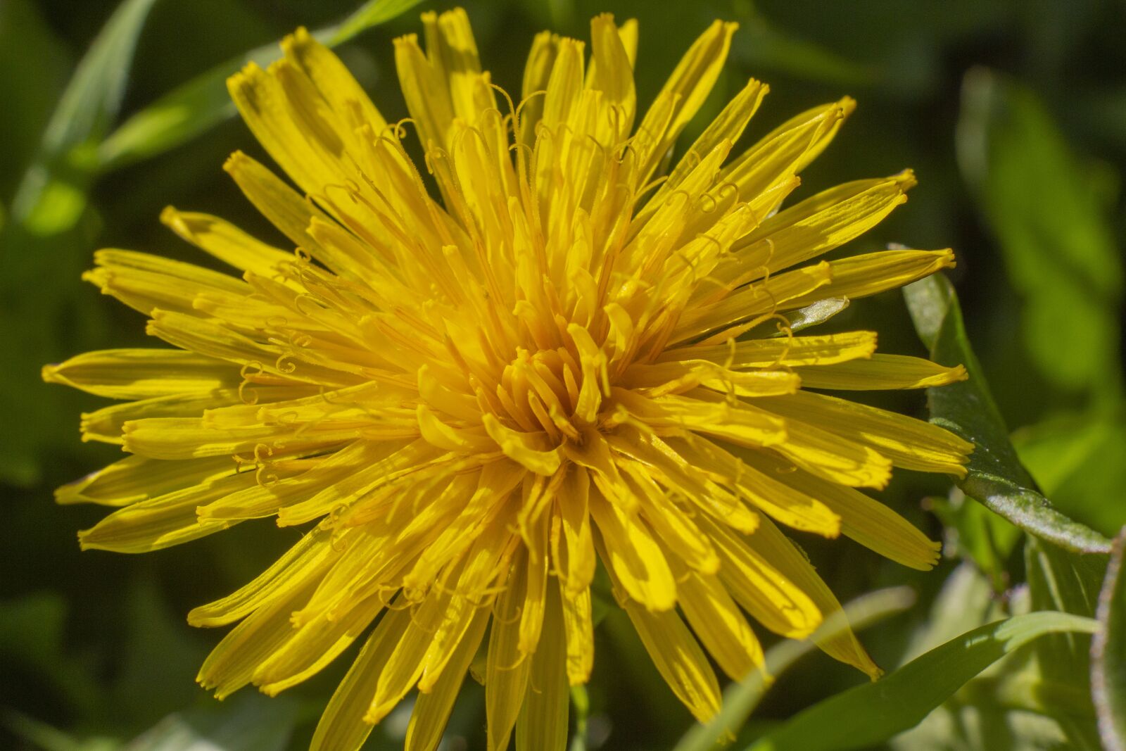 Canon EOS 550D (EOS Rebel T2i / EOS Kiss X4) sample photo. Dandelion, flower, grass photography