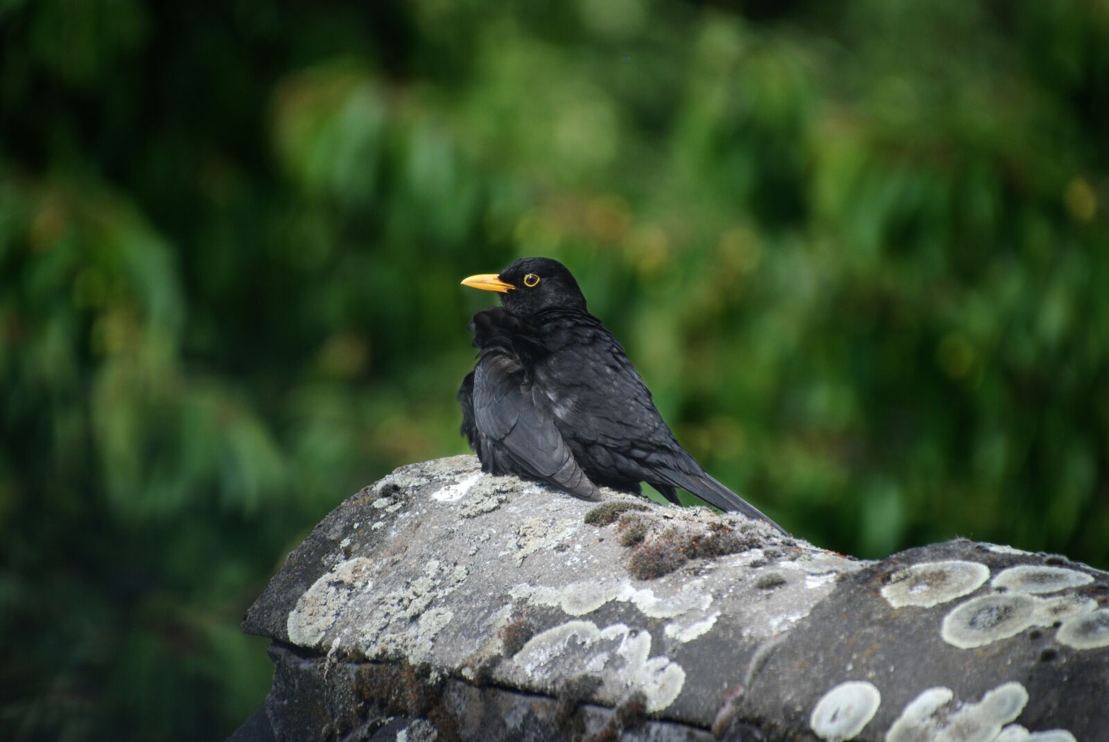 Nikon D80 sample photo. Bird, blackbird, animal photography