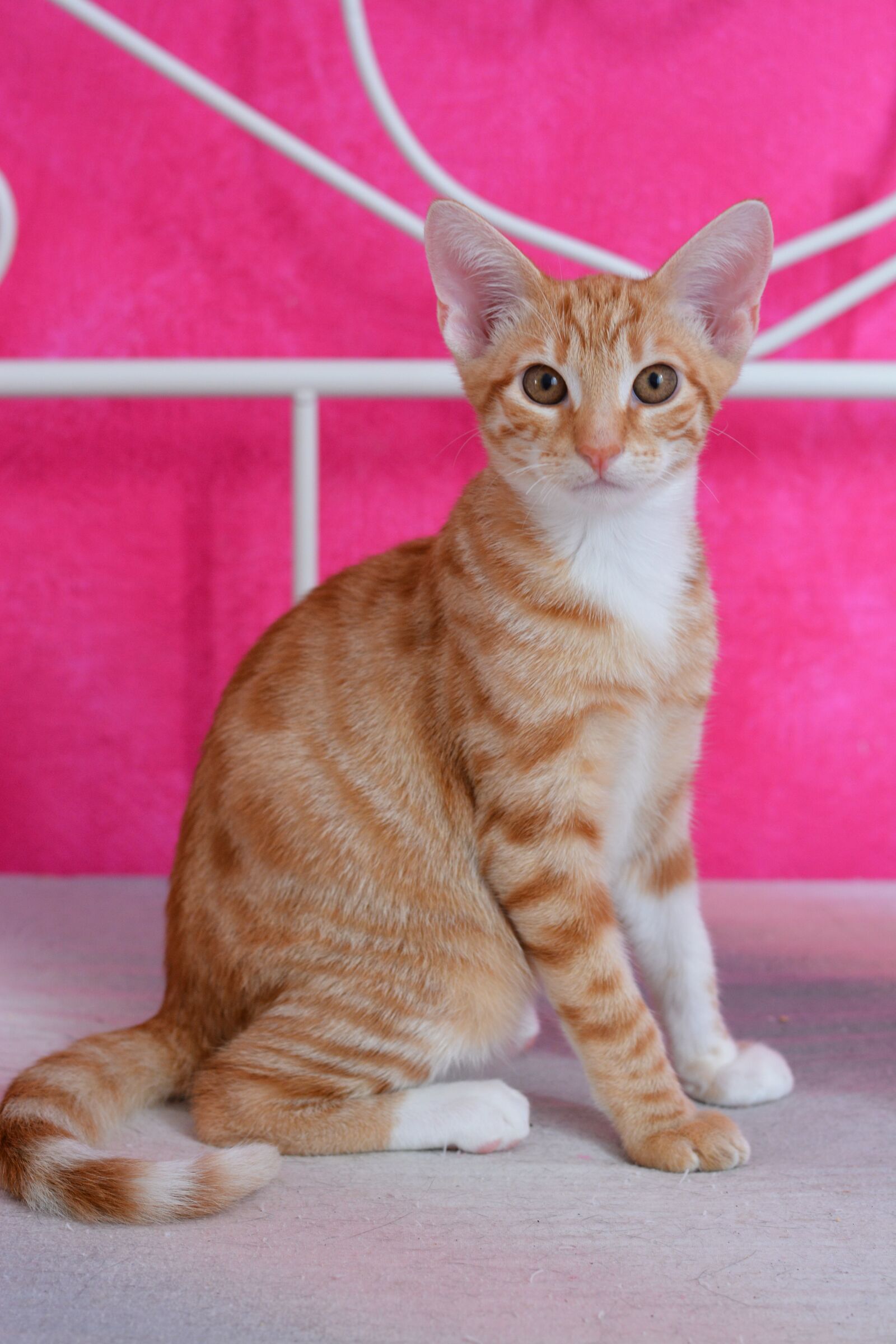 Nikon D7100 sample photo. Cat, pet, tiger photography