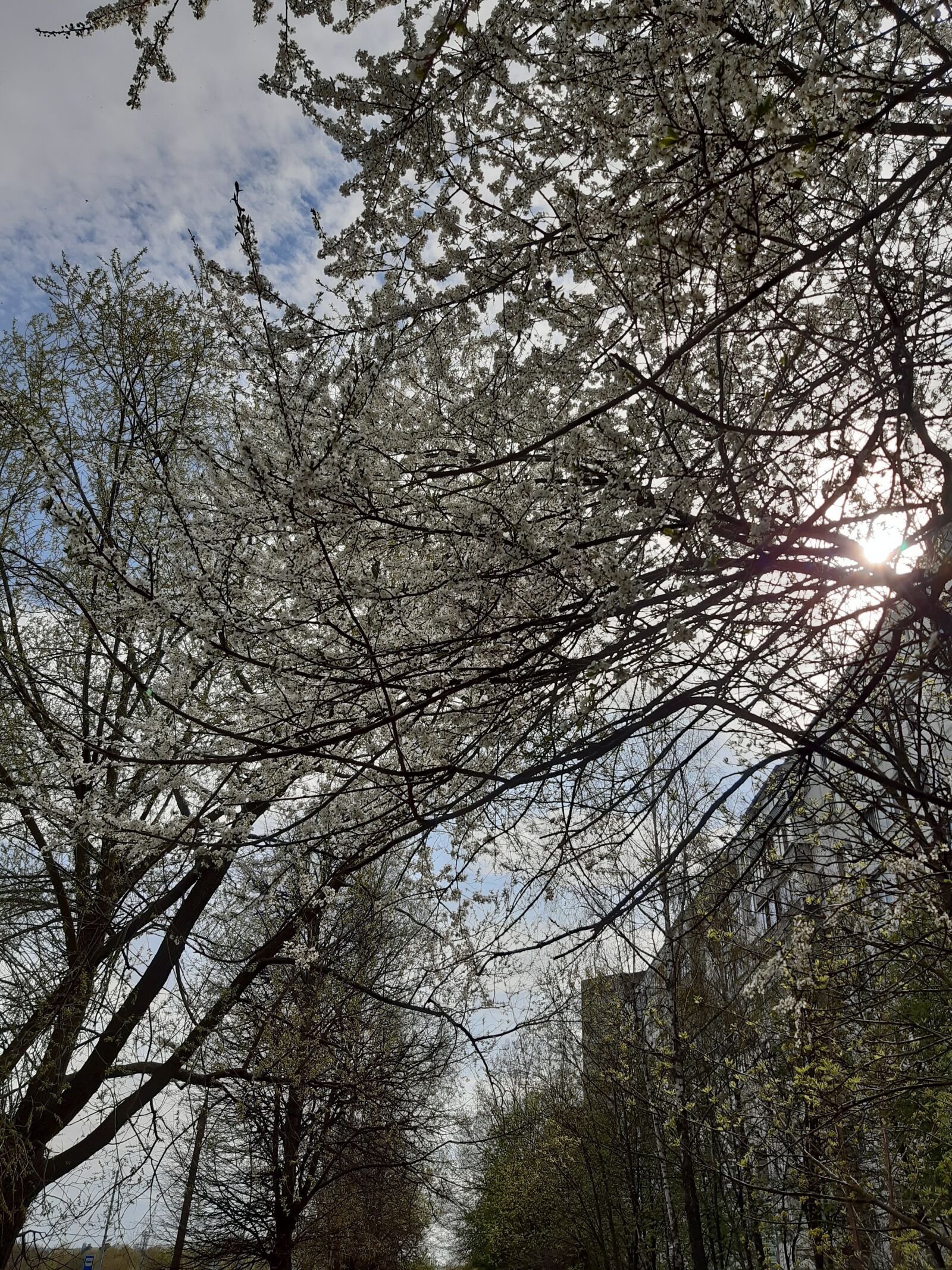 Samsung Galaxy A30 sample photo. Tree, spring, nature photography