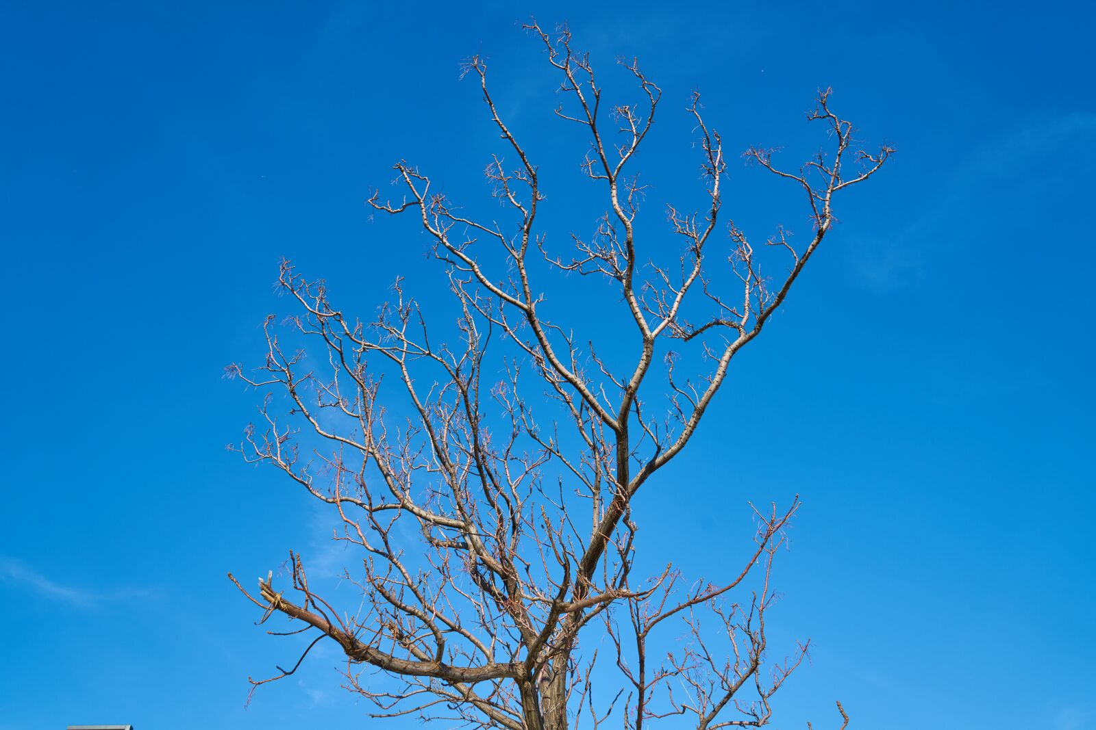 Sony a7R II sample photo. Tree, branches, sky photography