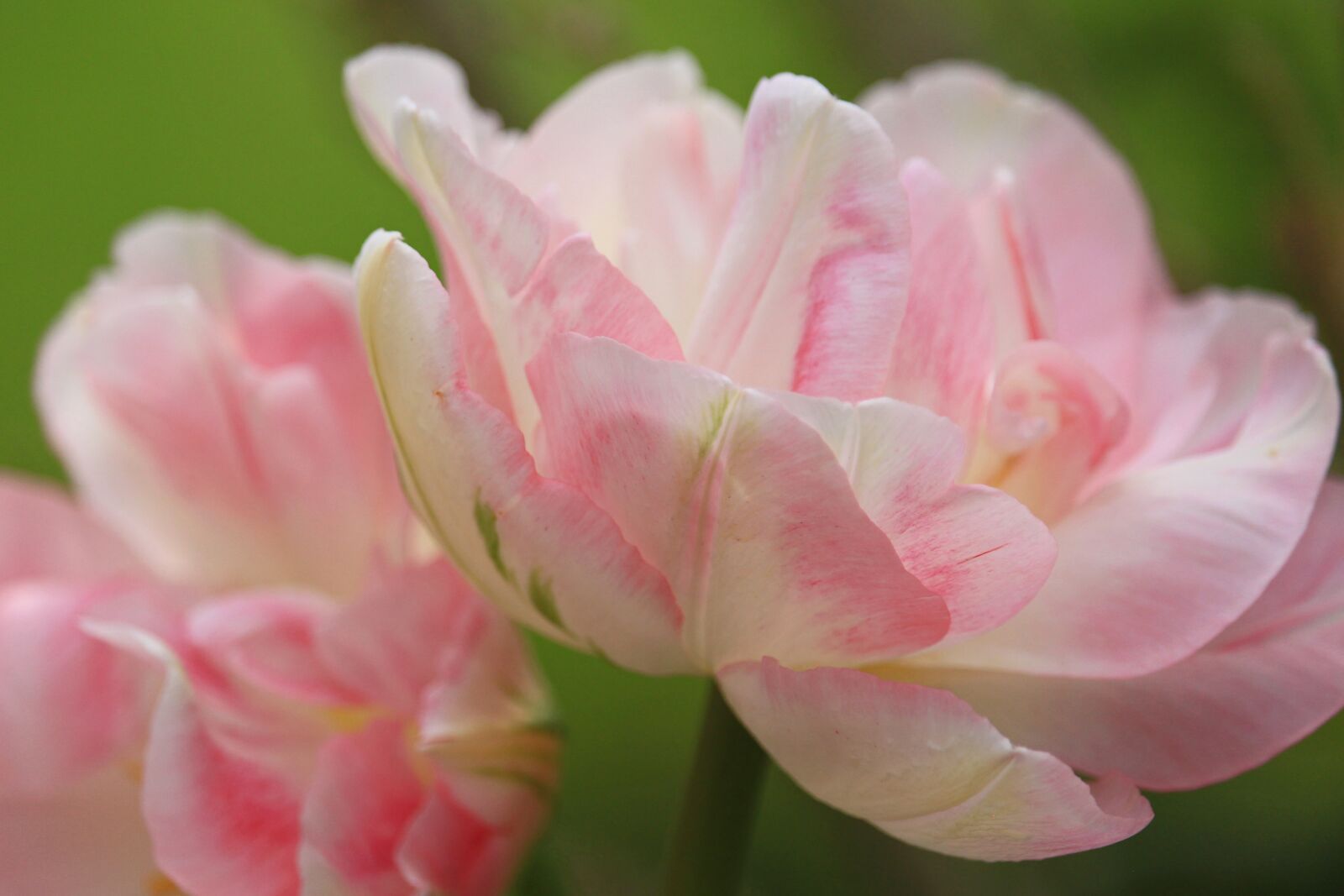 Canon EOS 700D (EOS Rebel T5i / EOS Kiss X7i) sample photo. Tulips, light pink tulips photography