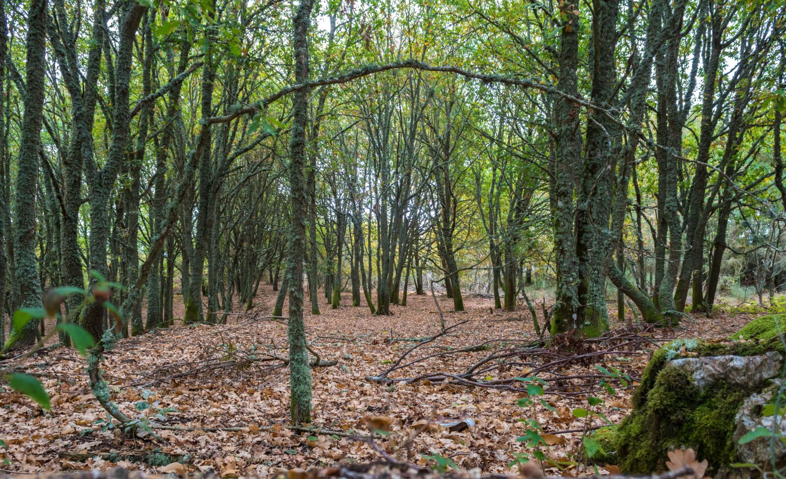 Nikon D7100 sample photo. Wood, nature, leaf photography