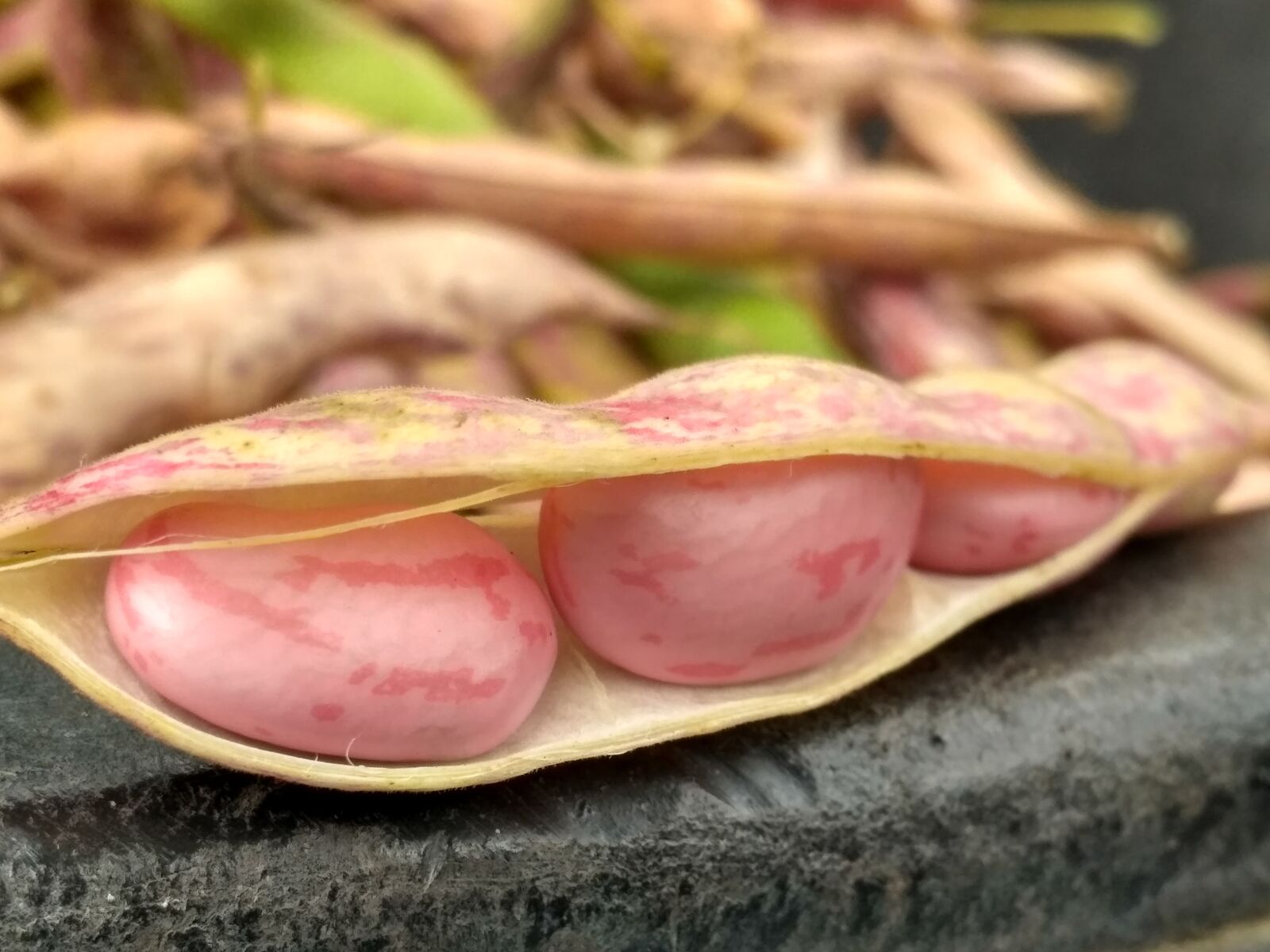 Xiaomi Redmi 3S sample photo. Nuts, red, garden photography