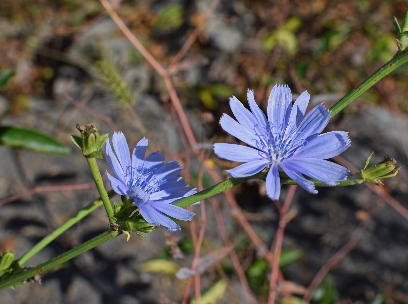 Nikon D3300 sample photo. Wild chicory, flower, blossom photography
