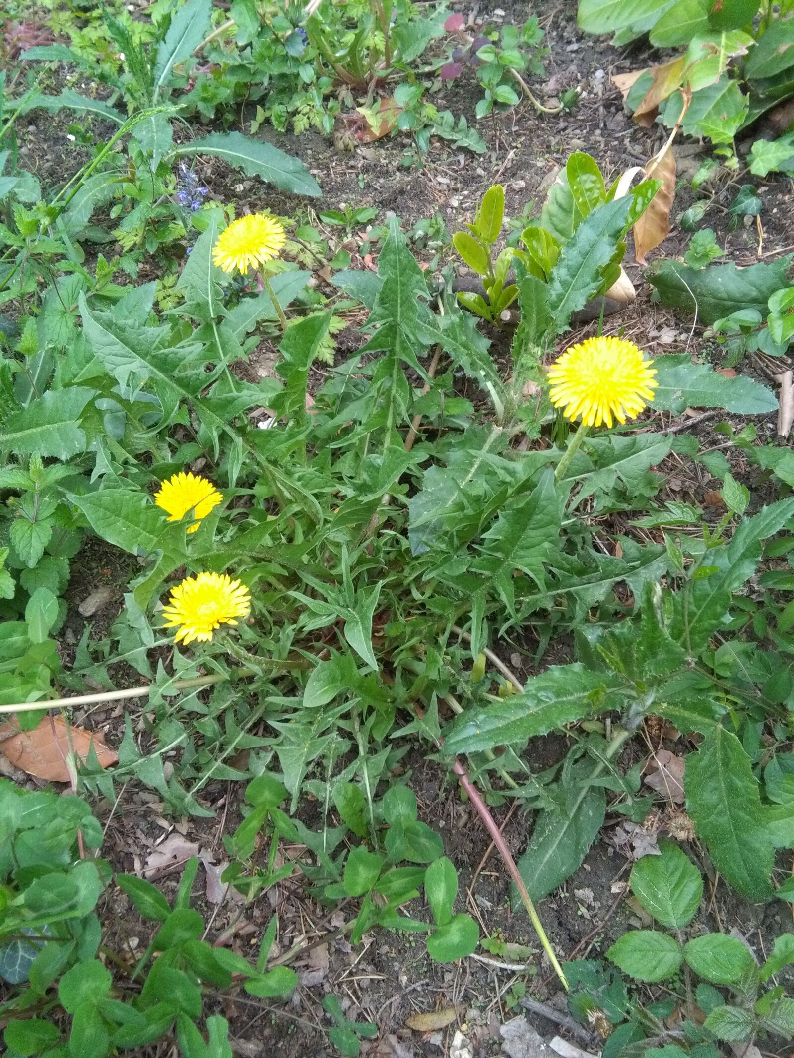 HUAWEI Y6 sample photo. Dandelion, plant, nature photography