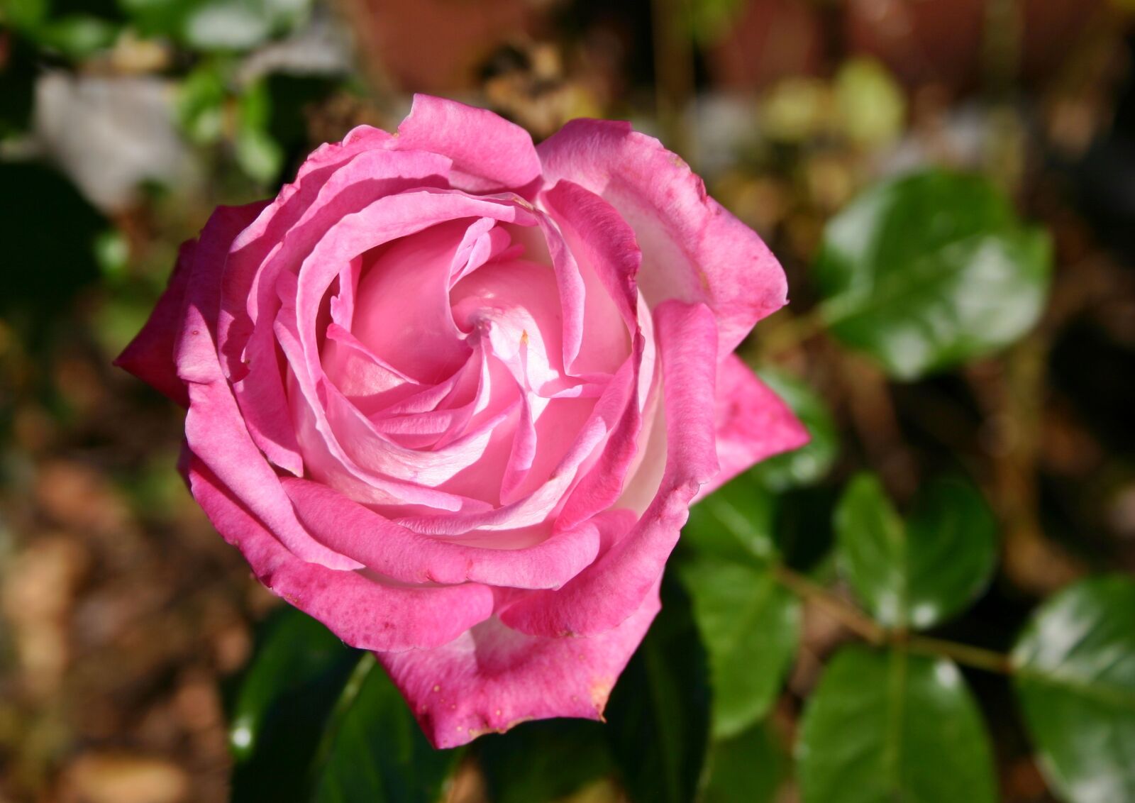 Canon EOS 300D (EOS Digital Rebel / EOS Kiss Digital) sample photo. Rose, flower, blossom photography