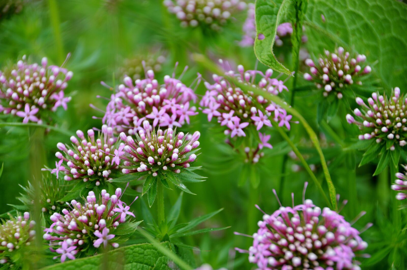 Nikon D3200 sample photo. Angelica, perfume-musk, apiacées photography