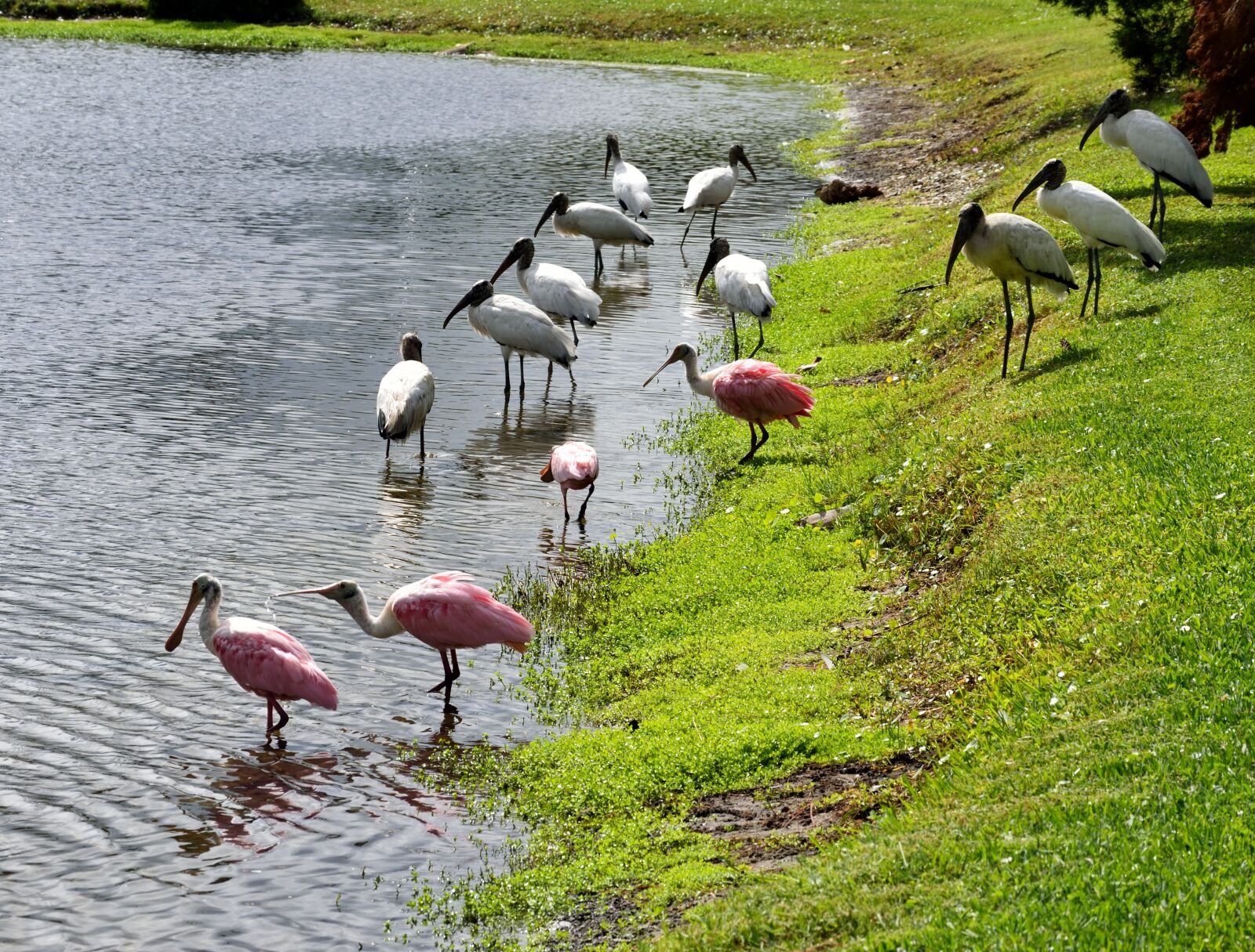 Nikon D3300 sample photo. Wood storks, spoonbill, birds photography