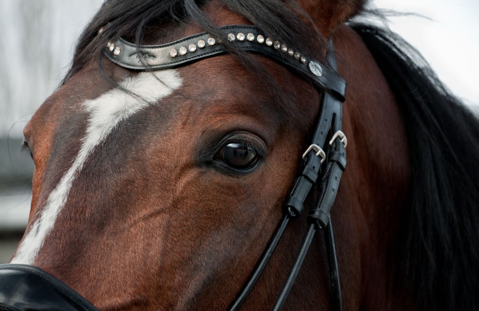 Nikon D300 sample photo. Horse, head, close up photography