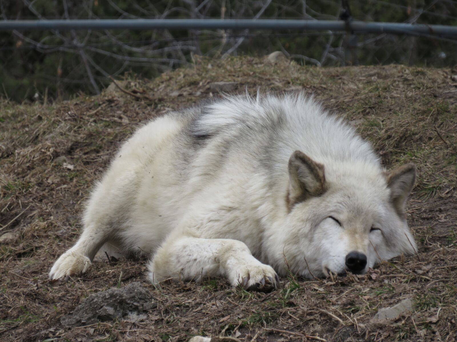 Canon PowerShot SX540 HS sample photo. Wolf, tired, sleep photography