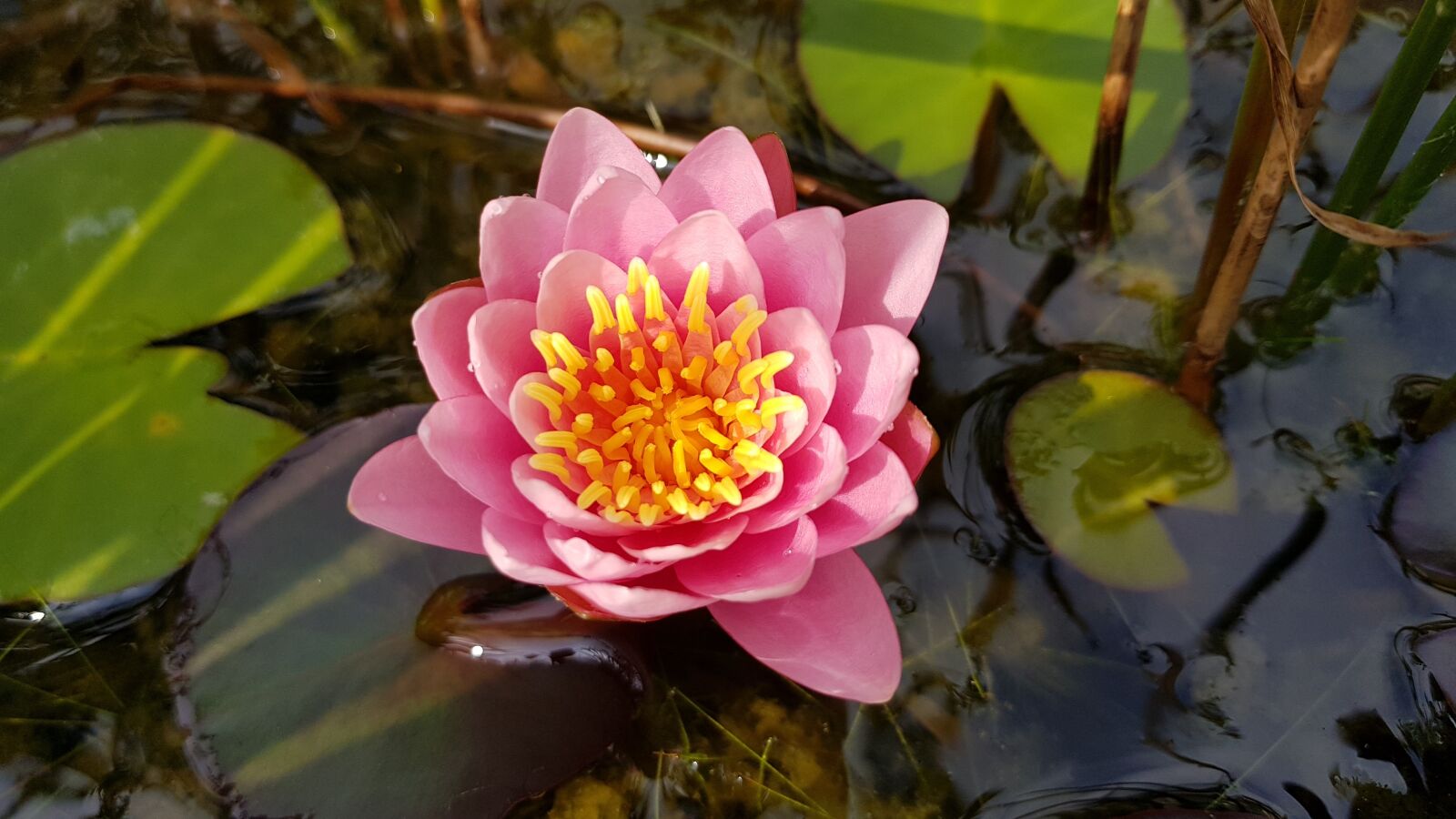 Samsung Galaxy S8+ sample photo. Water lily, pink, flower photography