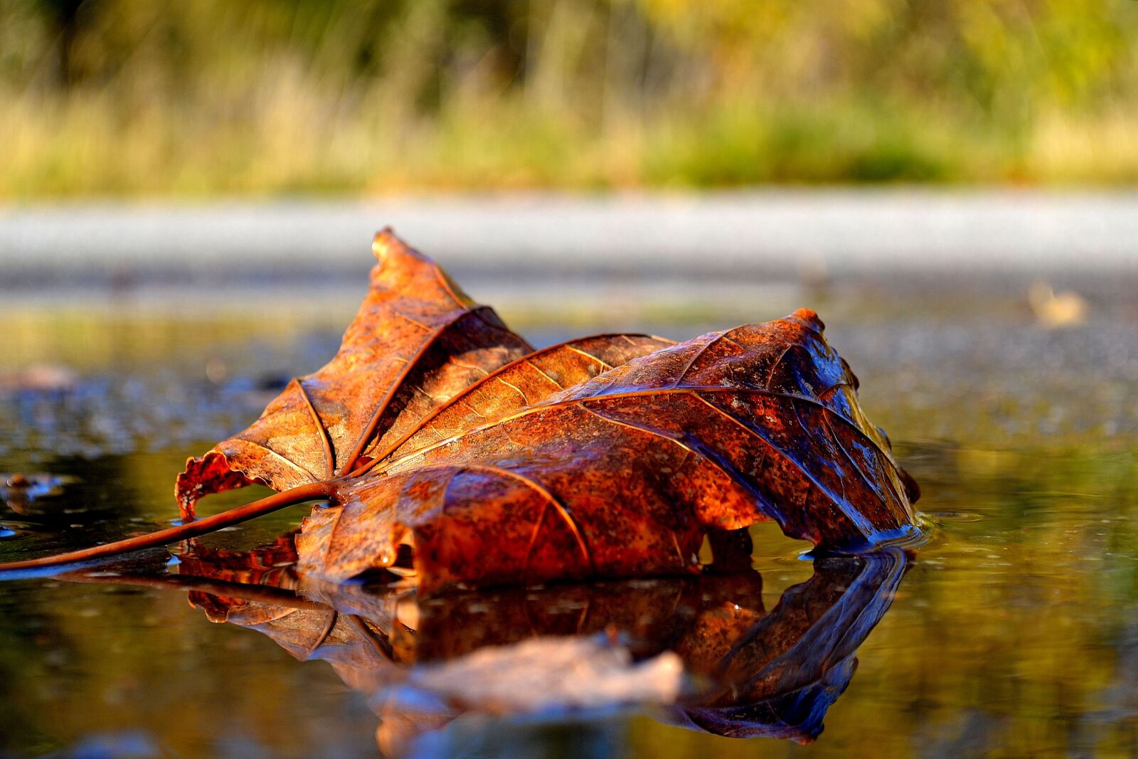 Nikon D3100 sample photo. Outdoor, nature, autumn photography