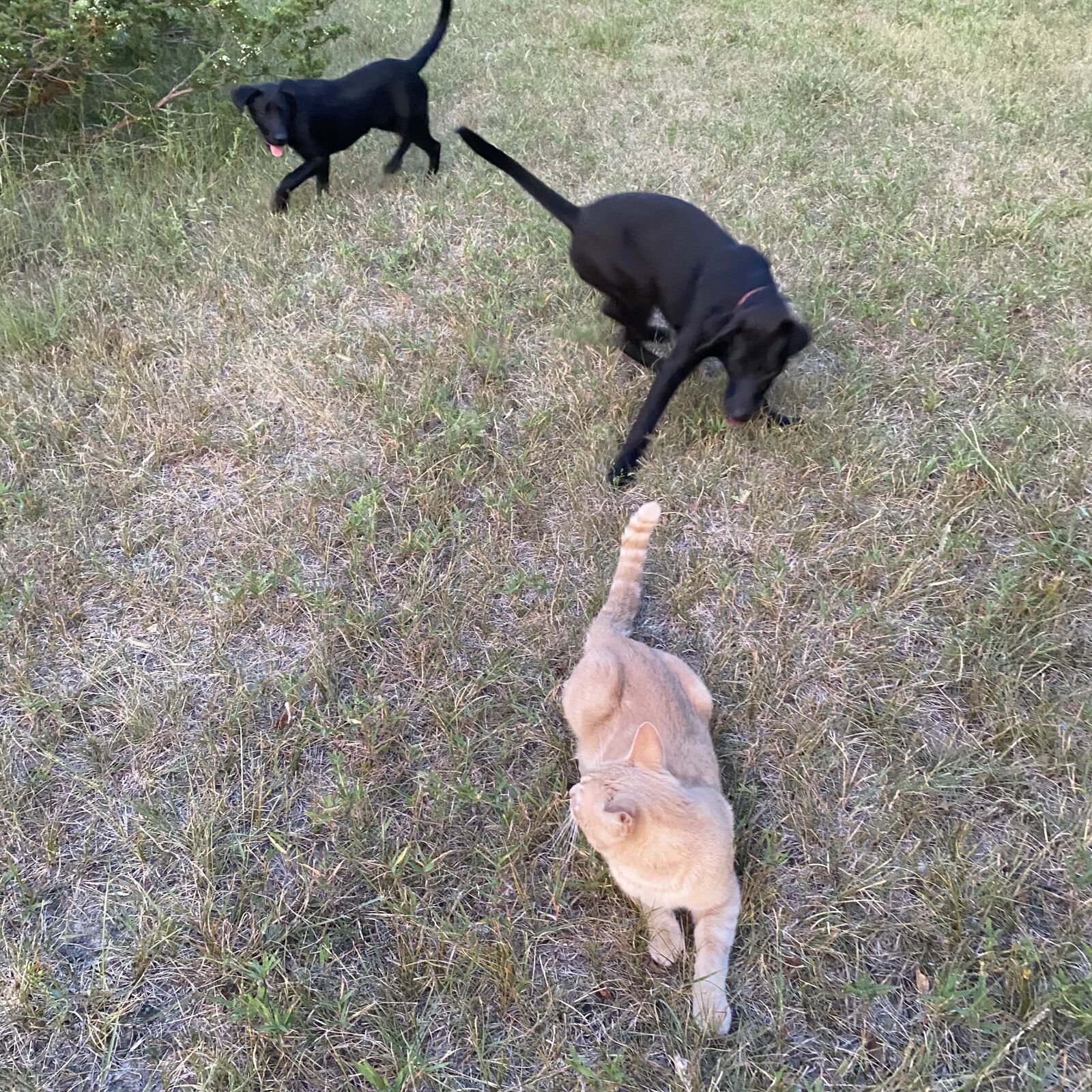 Apple iPhone 11 Pro Max sample photo. Black labs, cat, best photography