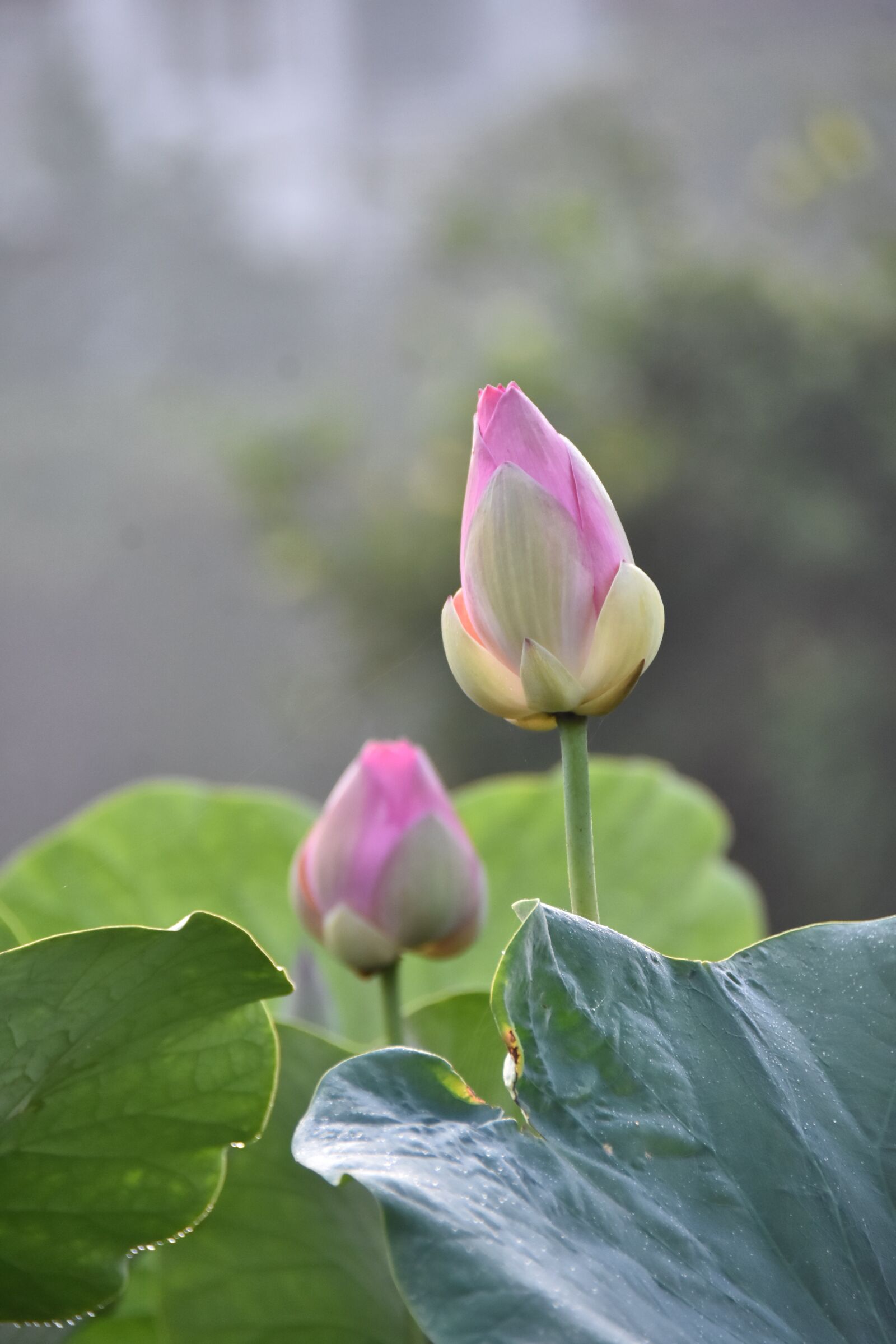 Nikon D7200 sample photo. Lotus flowers, water lilies photography