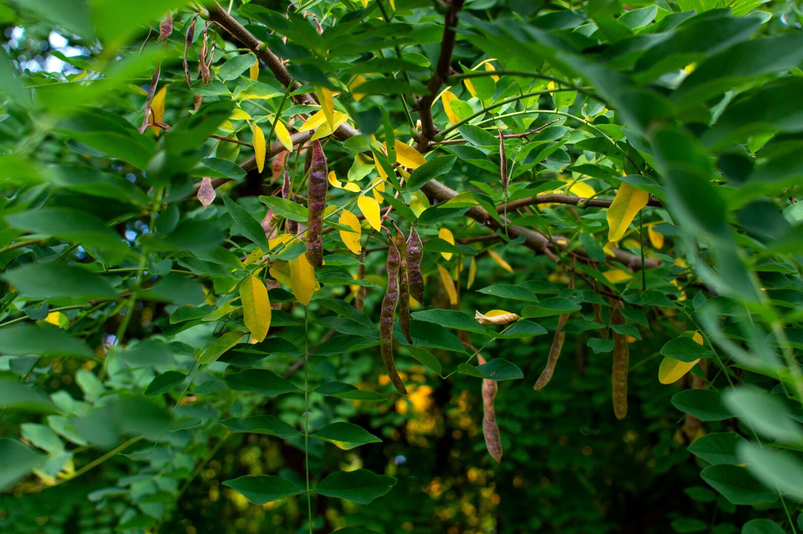Nikon D3200 sample photo. Acacia, foliage, autumn photography
