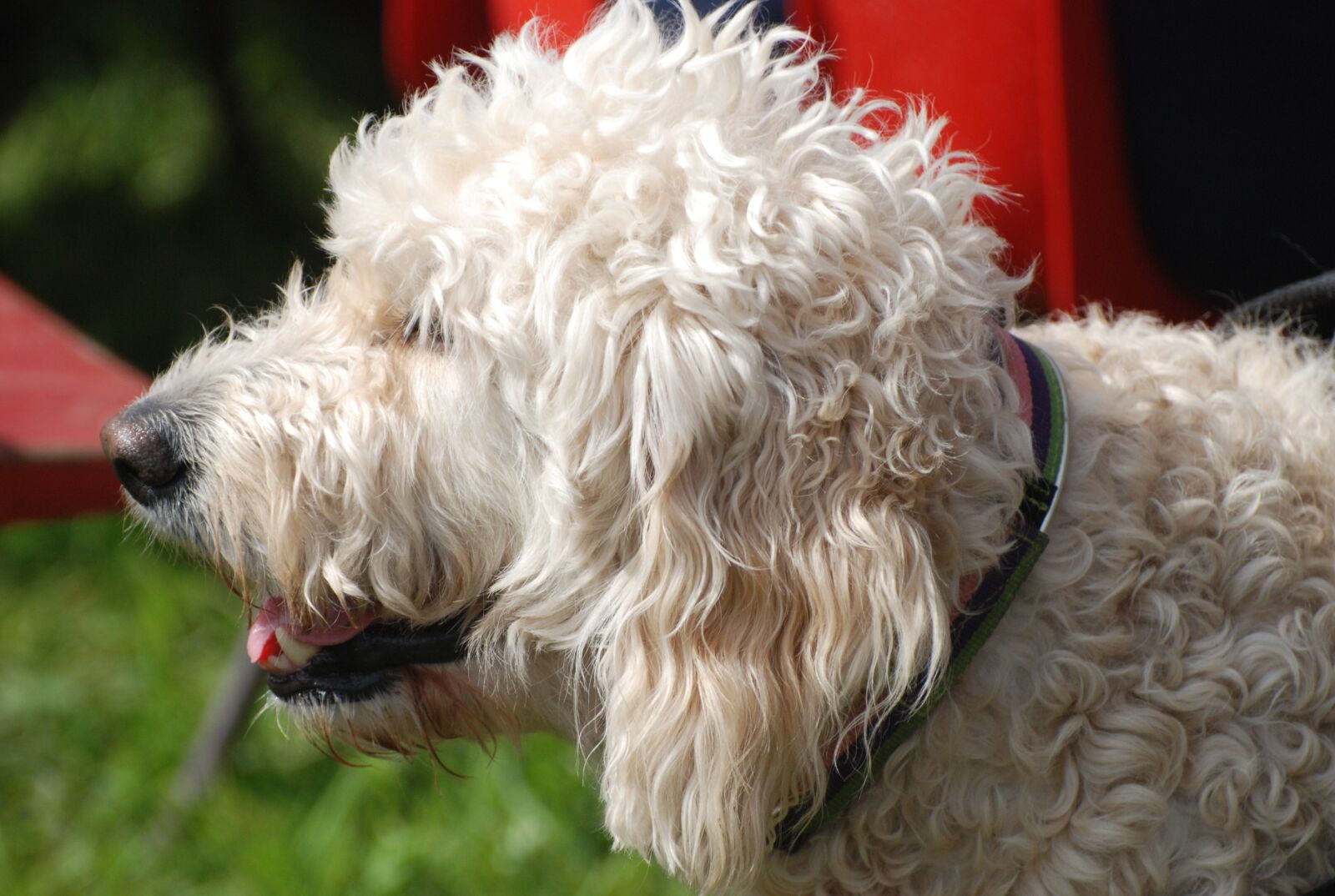 Nikon D80 sample photo. Shaggy, dog, canine photography
