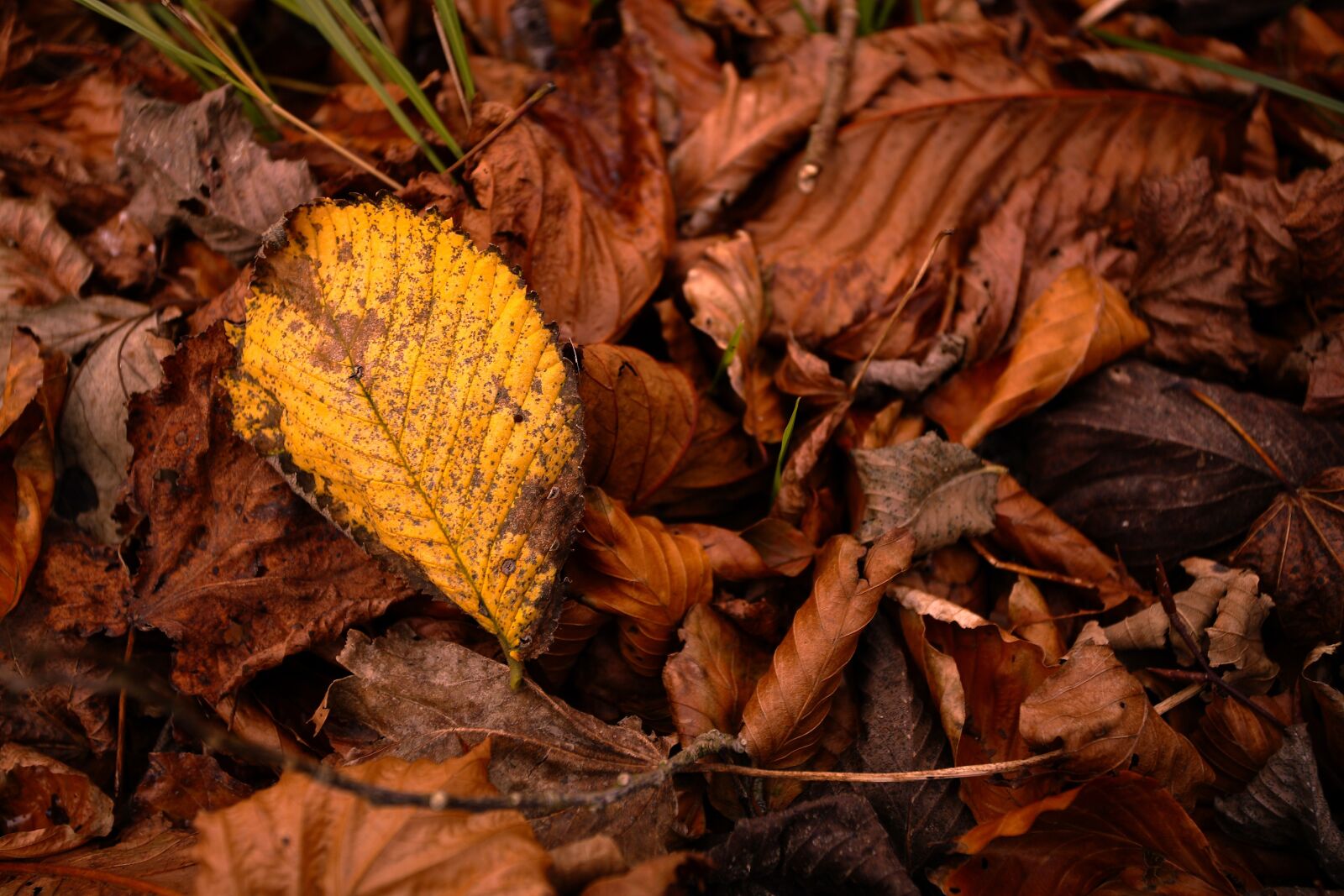 Canon EOS 5D sample photo. Leaf, autumn, nature photography