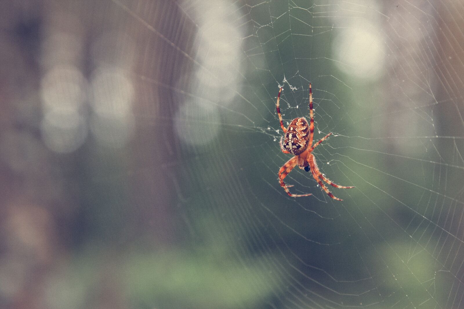 Canon EOS 40D sample photo. Autumn, forest, spider photography