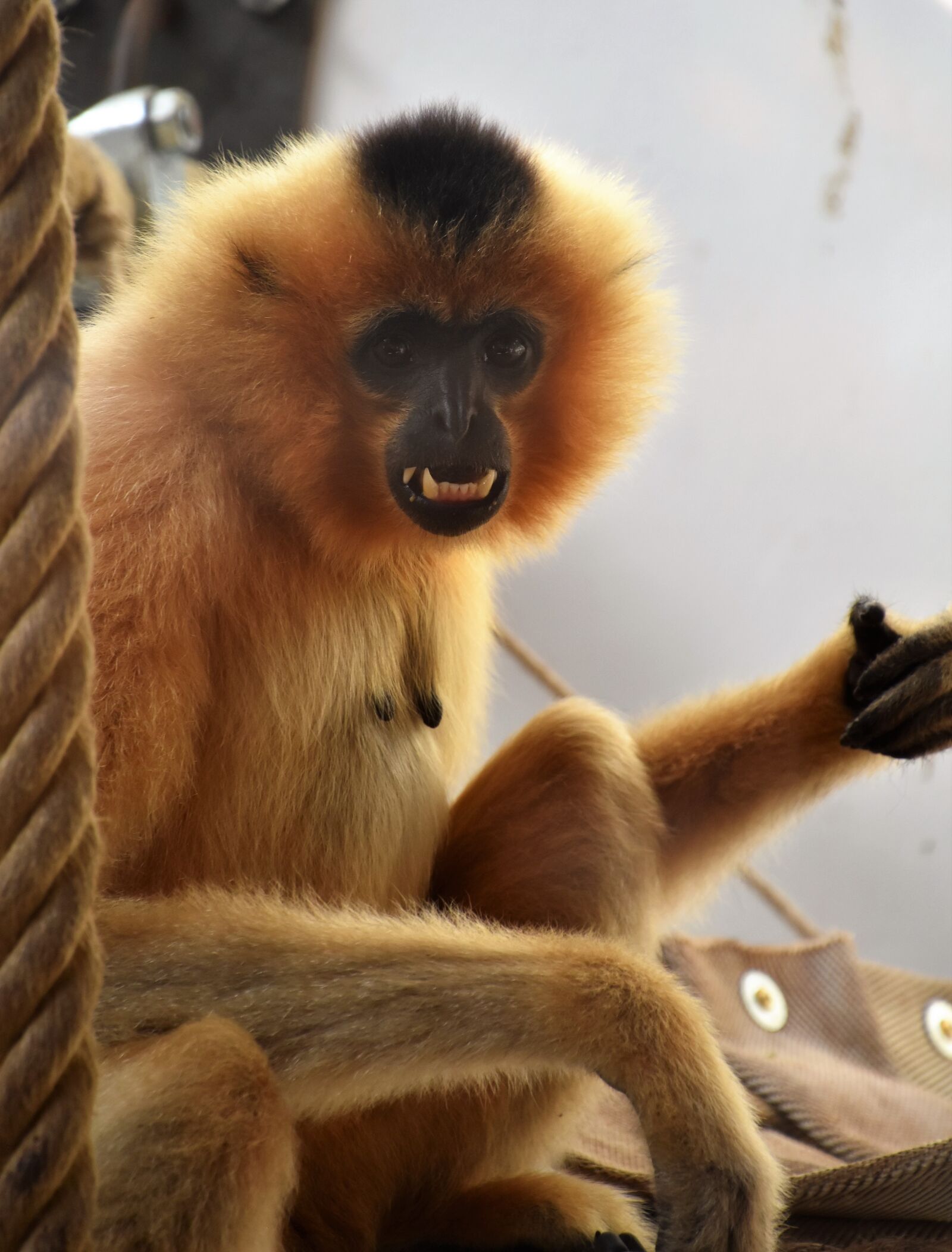 Nikon D5600 sample photo. Monkey, animal, nature photography