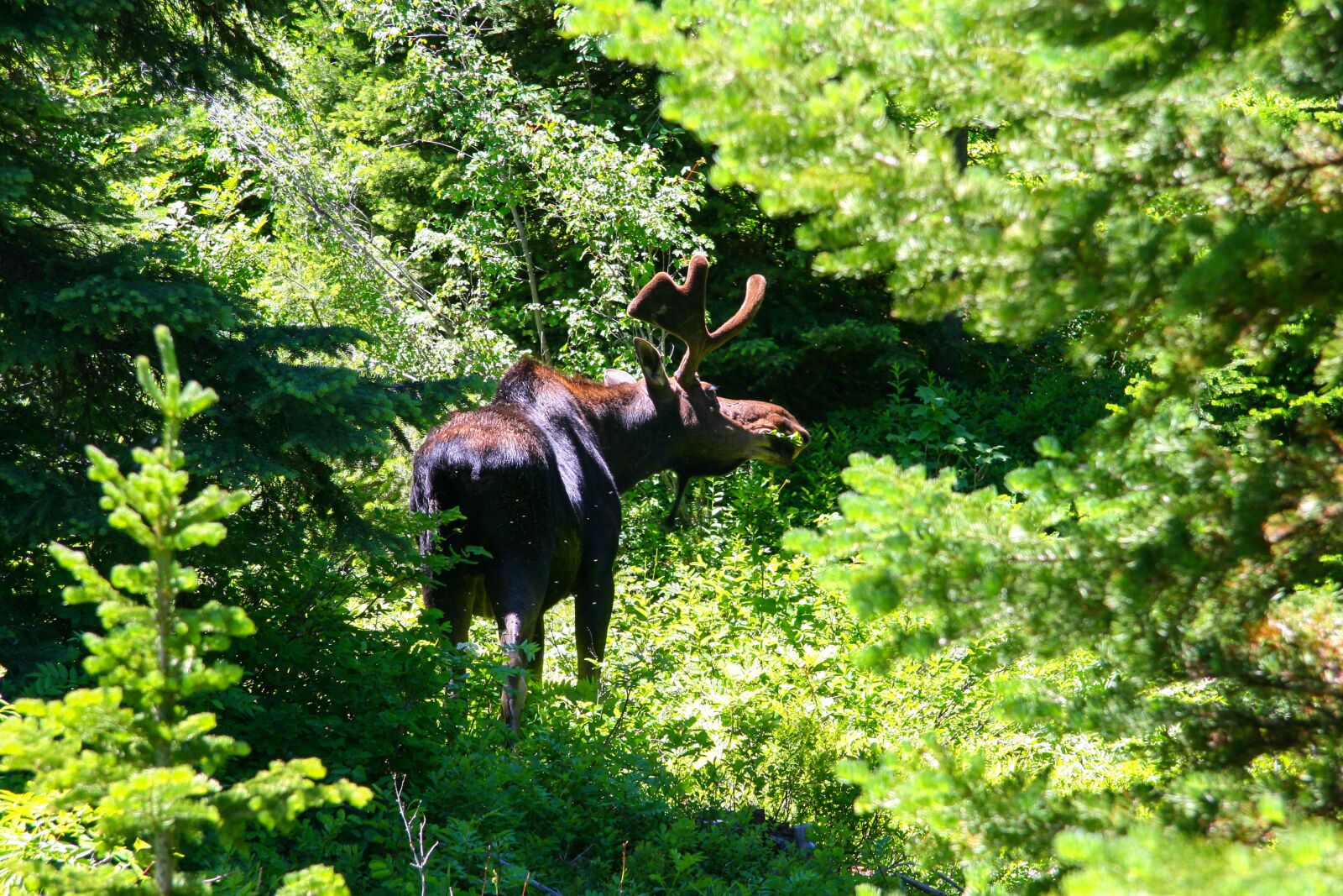Canon EF-S 17-85mm F4-5.6 IS USM sample photo. Grand teton, moose, wyoming photography