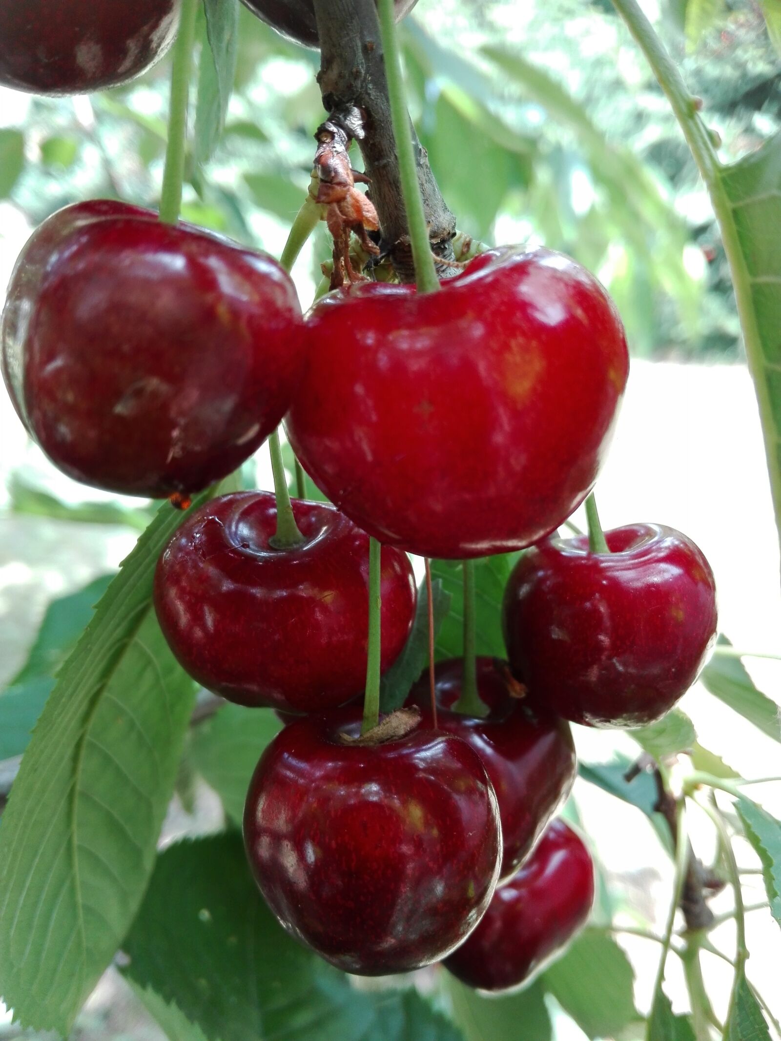 HUAWEI P8 Lite sample photo. Cherries, fruit, red photography