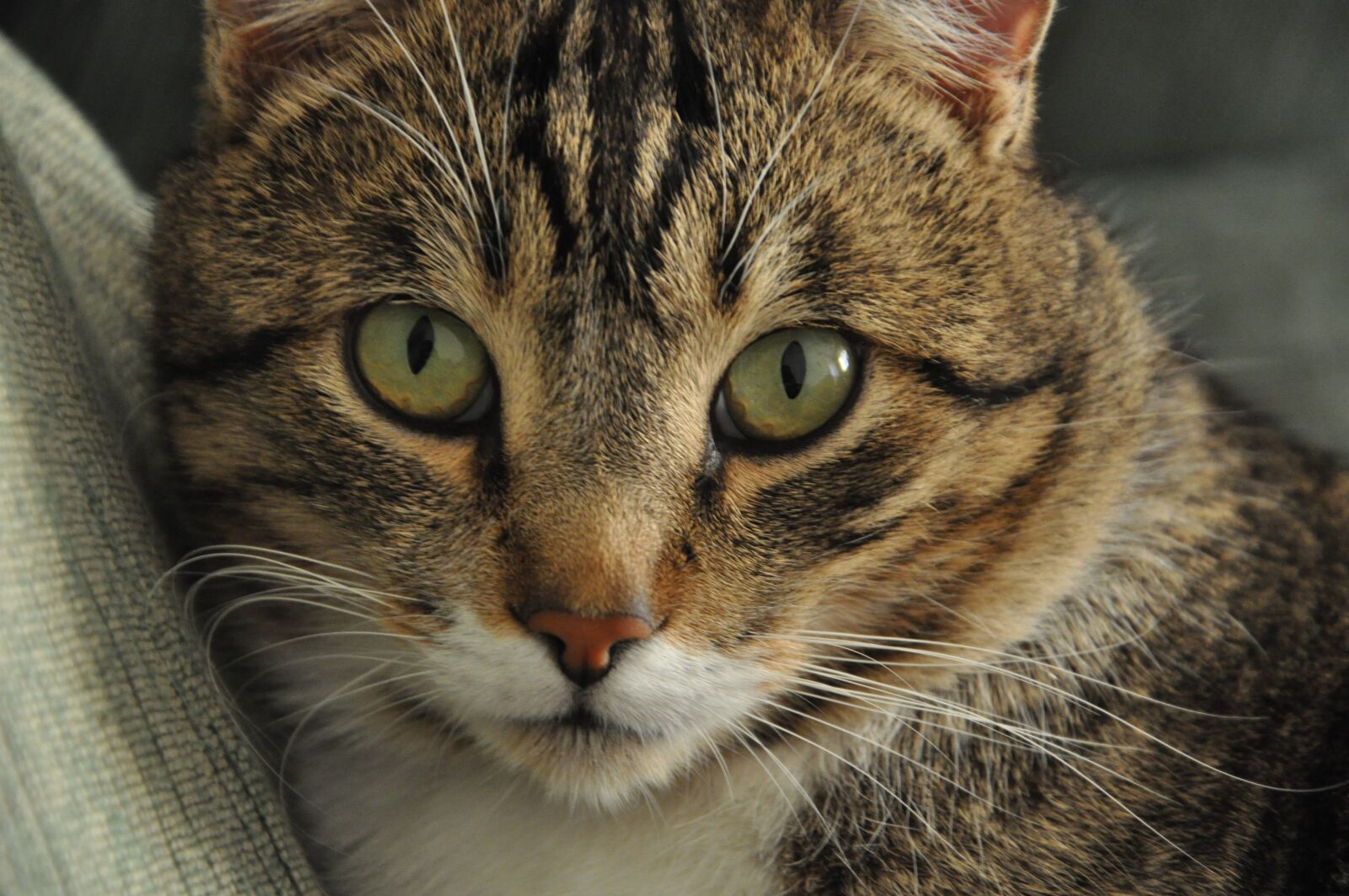Nikon D90 sample photo. Cat, eyes, green photography