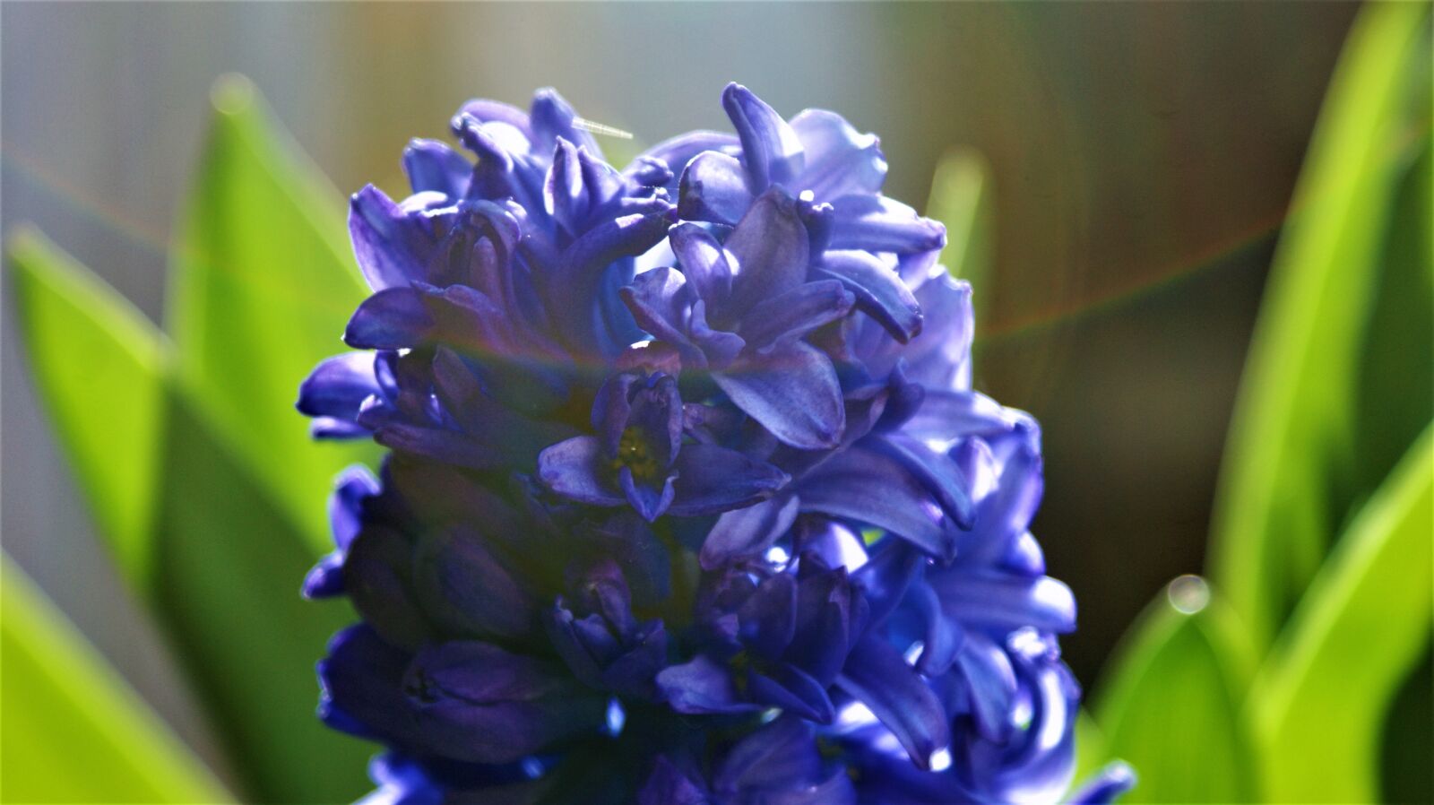 Sony Alpha DSLR-A350 sample photo. Hyacinth, bloom, grow photography