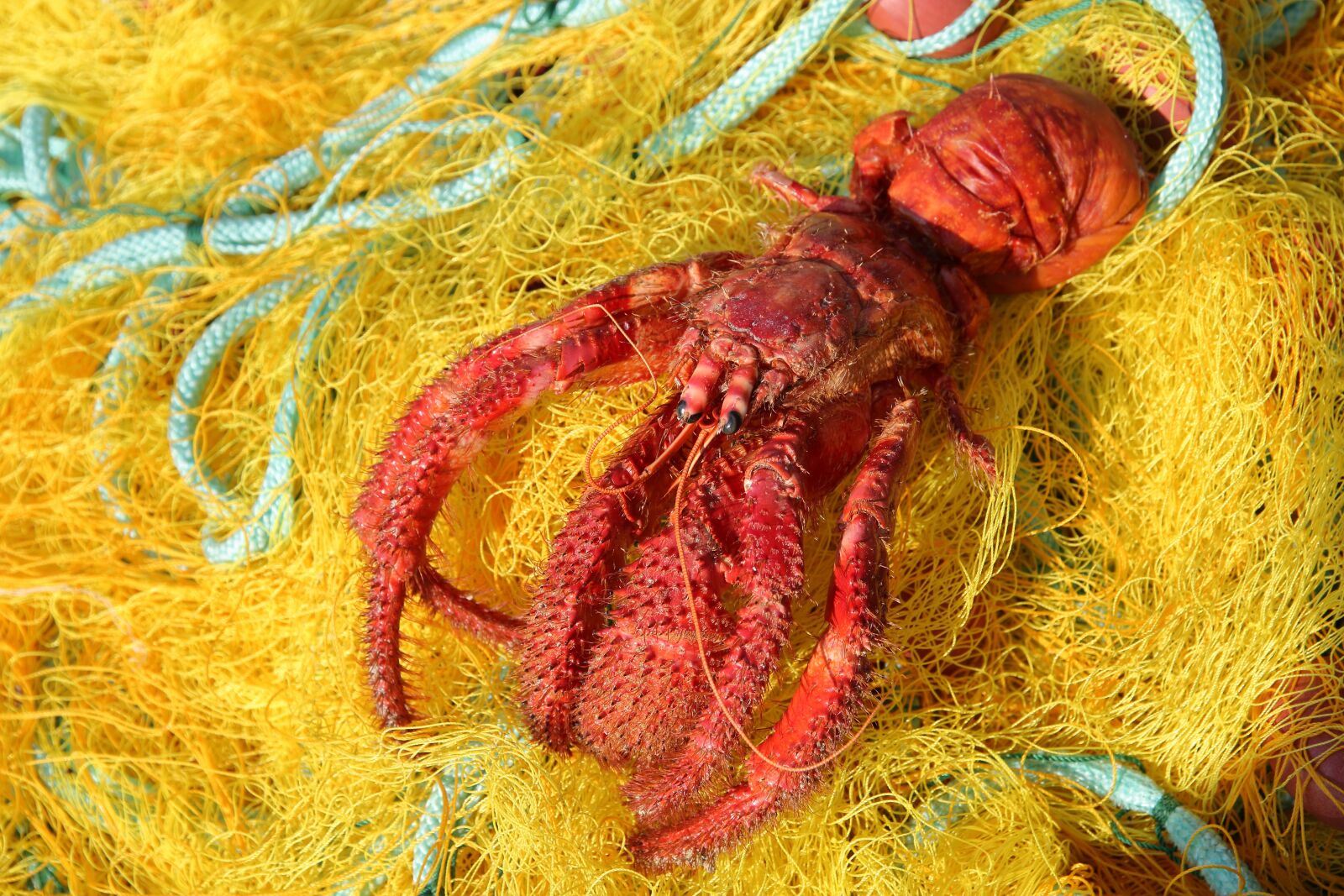 Canon EOS 750D (EOS Rebel T6i / EOS Kiss X8i) sample photo. Greece, crete, bycatch photography