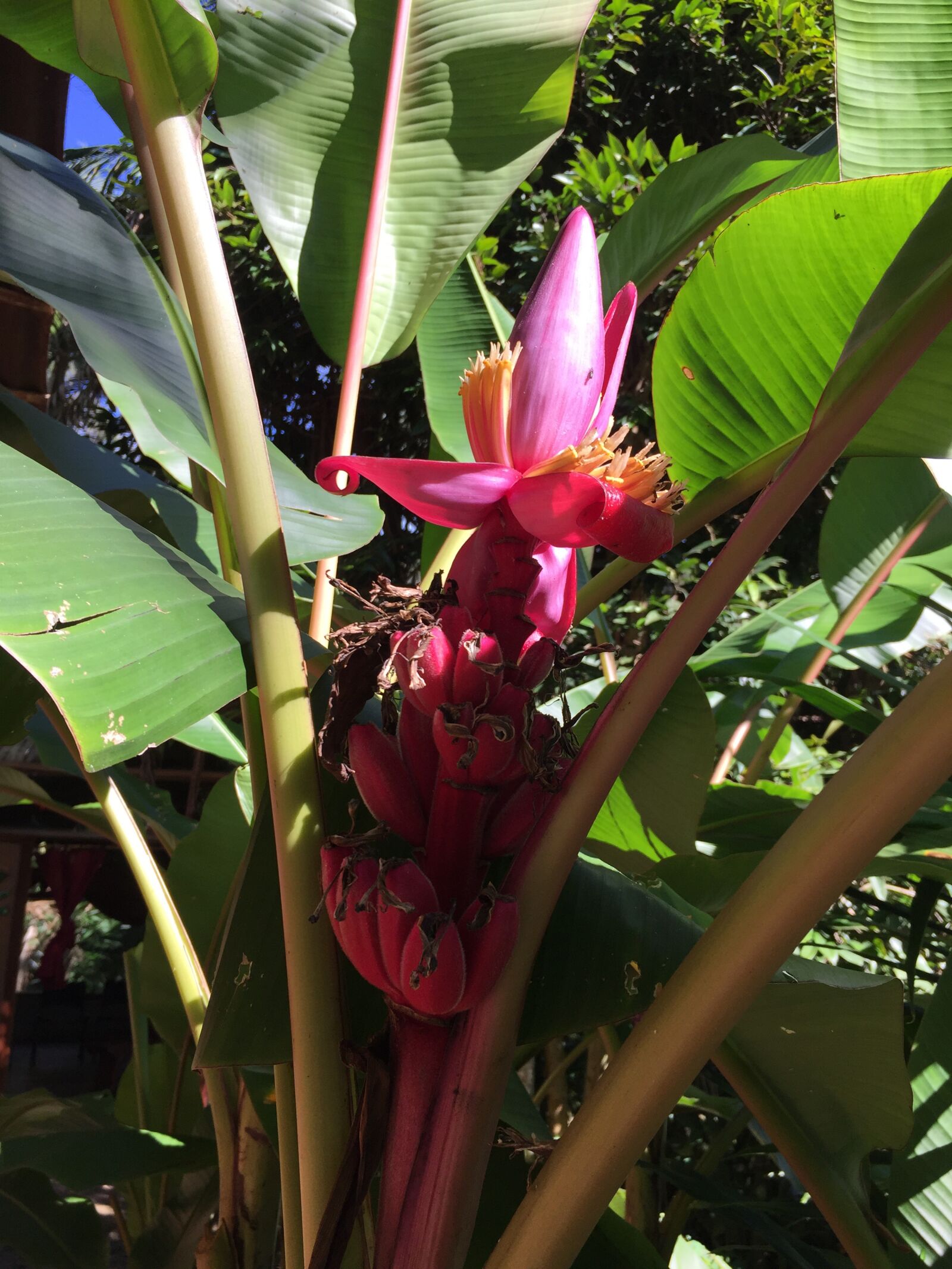 iPhone 6 back camera 4.15mm f/2.2 sample photo. Plants, banana, pink photography