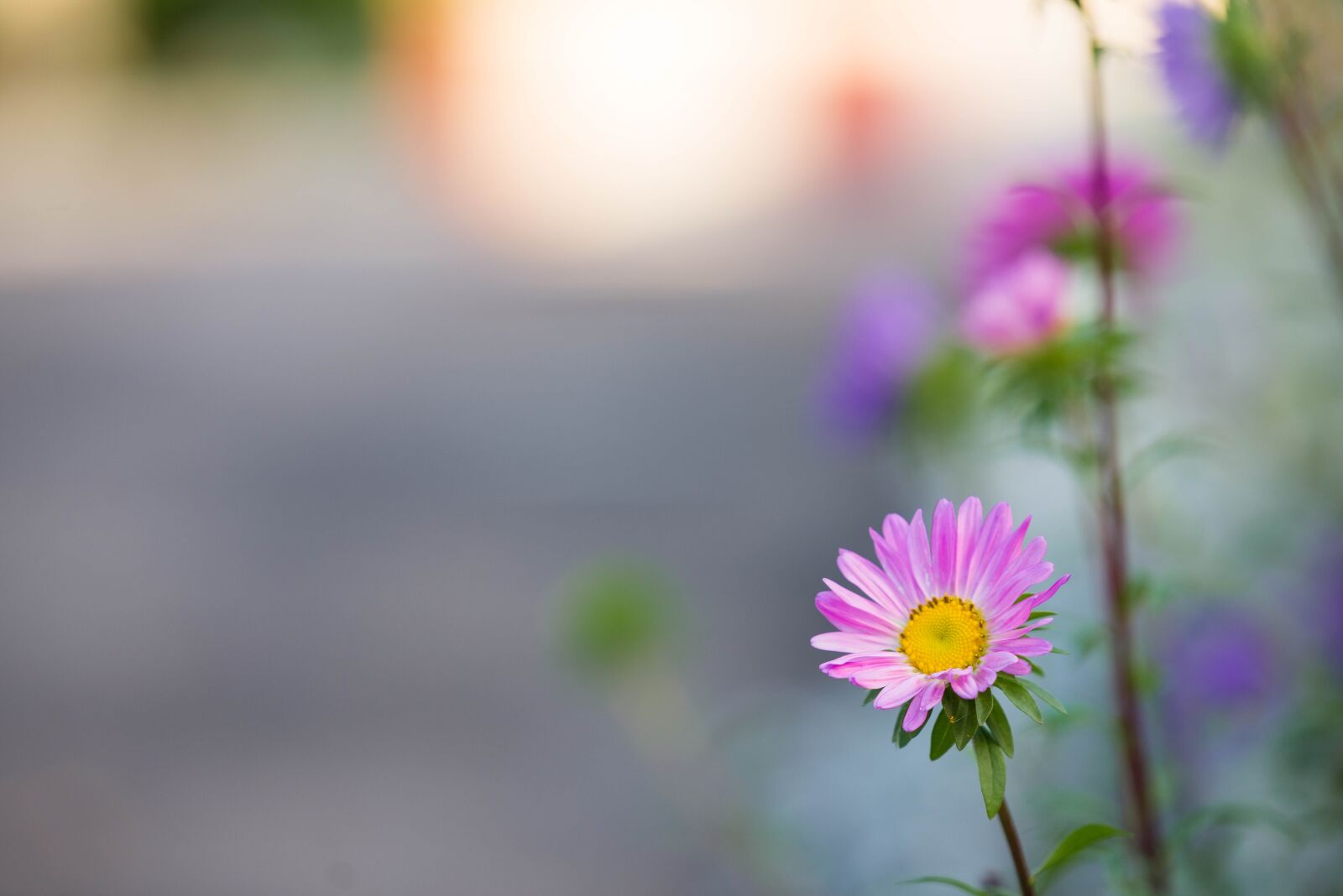 Nikon D610 sample photo. Daisies, flowers, pink daisies photography