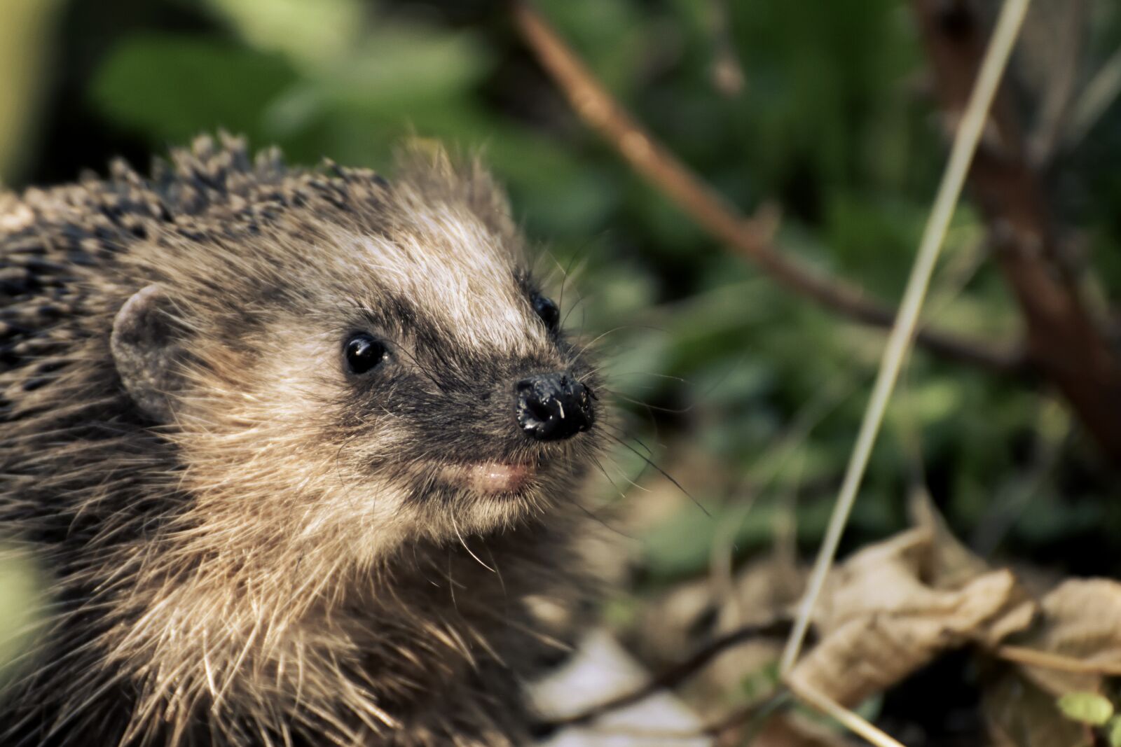 Nikon D7200 sample photo. Hedgehog animal, spur, nature photography