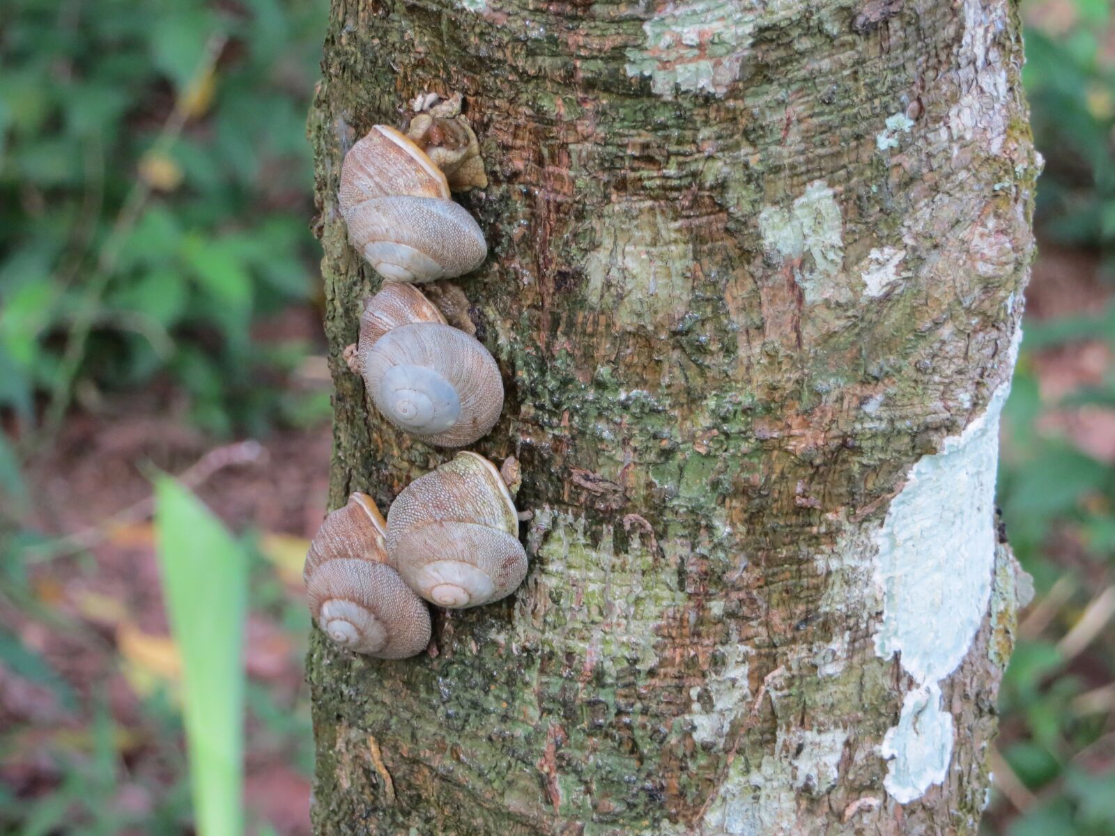 Canon PowerShot SX260 HS sample photo. Snails, tree, trunk photography