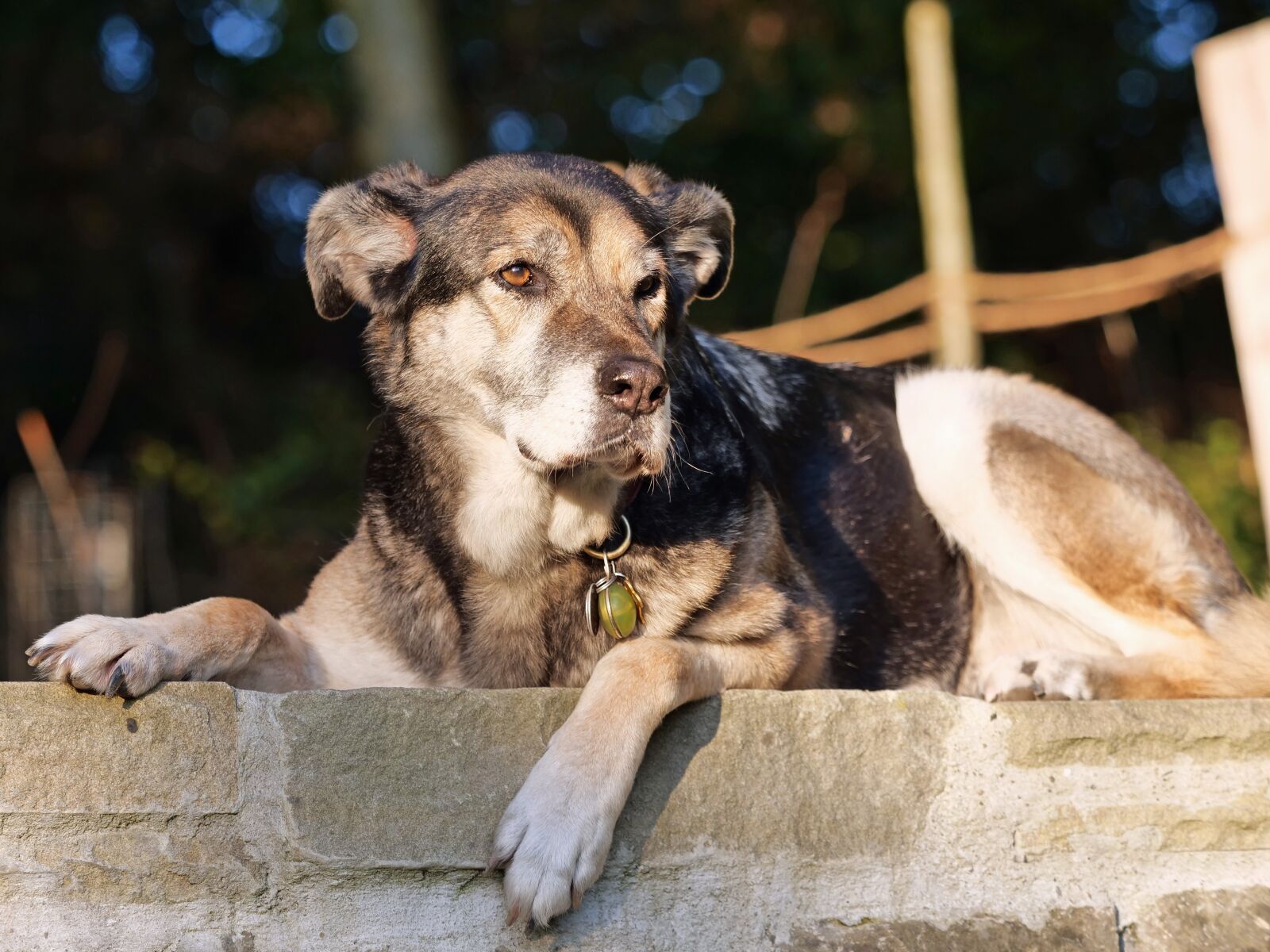 Panasonic Lumix DC-G9 sample photo. Dog, animal recording, pet photography