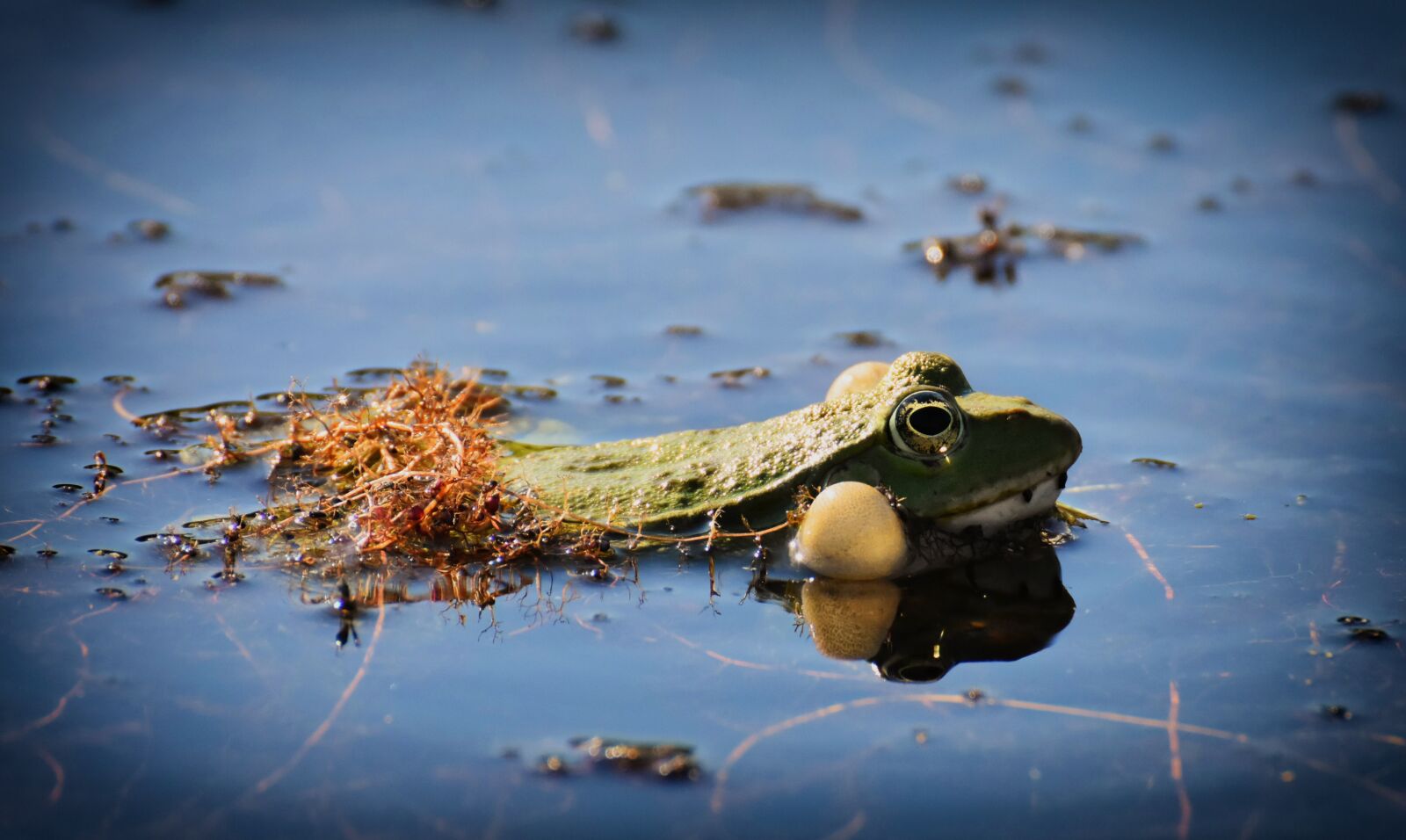 Nikon D7200 sample photo. Frog, pond, animal photography