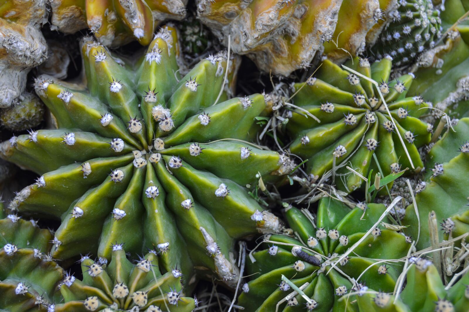 Nikon D3200 sample photo. Cactus, desert plant, thorns photography