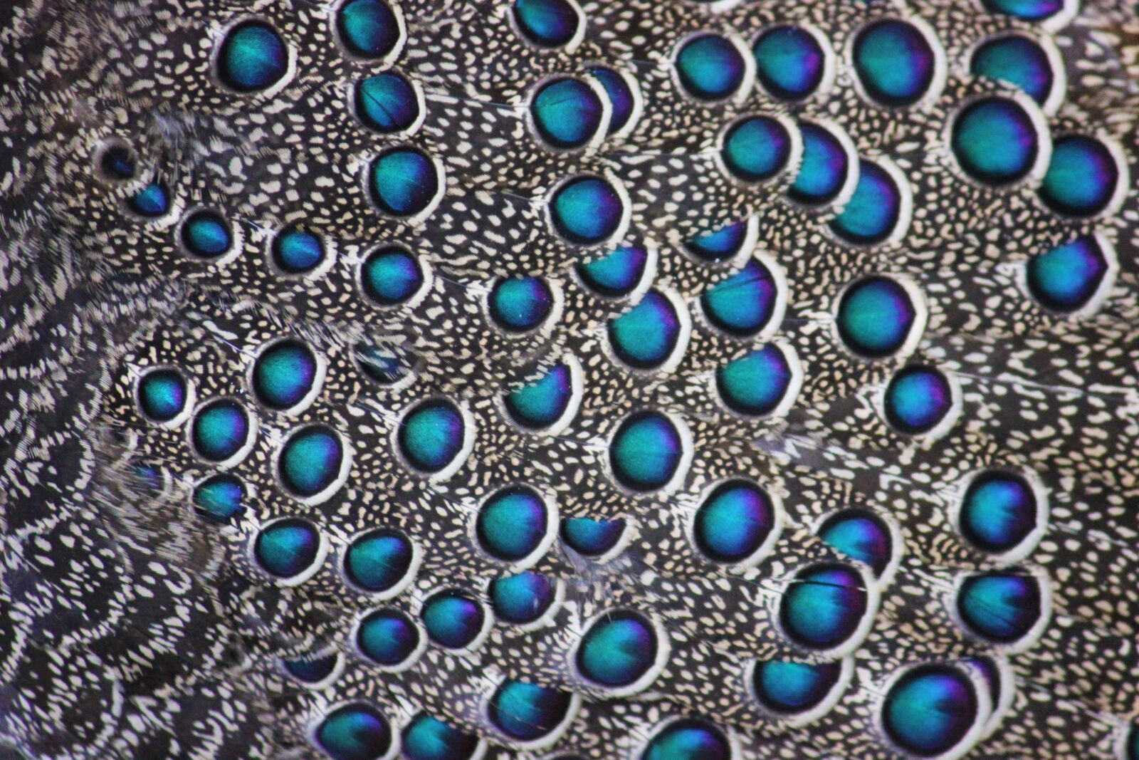 Canon EOS 550D (EOS Rebel T2i / EOS Kiss X4) sample photo. Peacock, pattern, close up photography