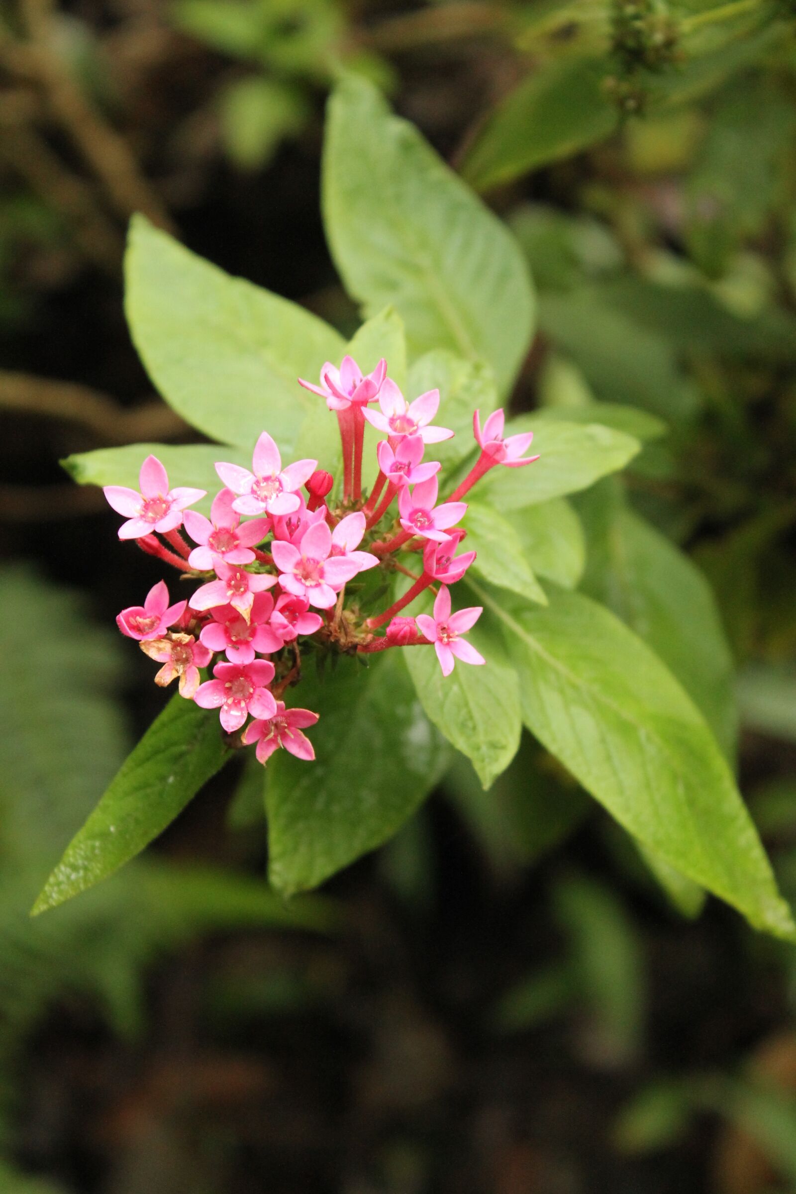 Canon EOS 1100D (EOS Rebel T3 / EOS Kiss X50) sample photo. Flower, nature, flowers photography