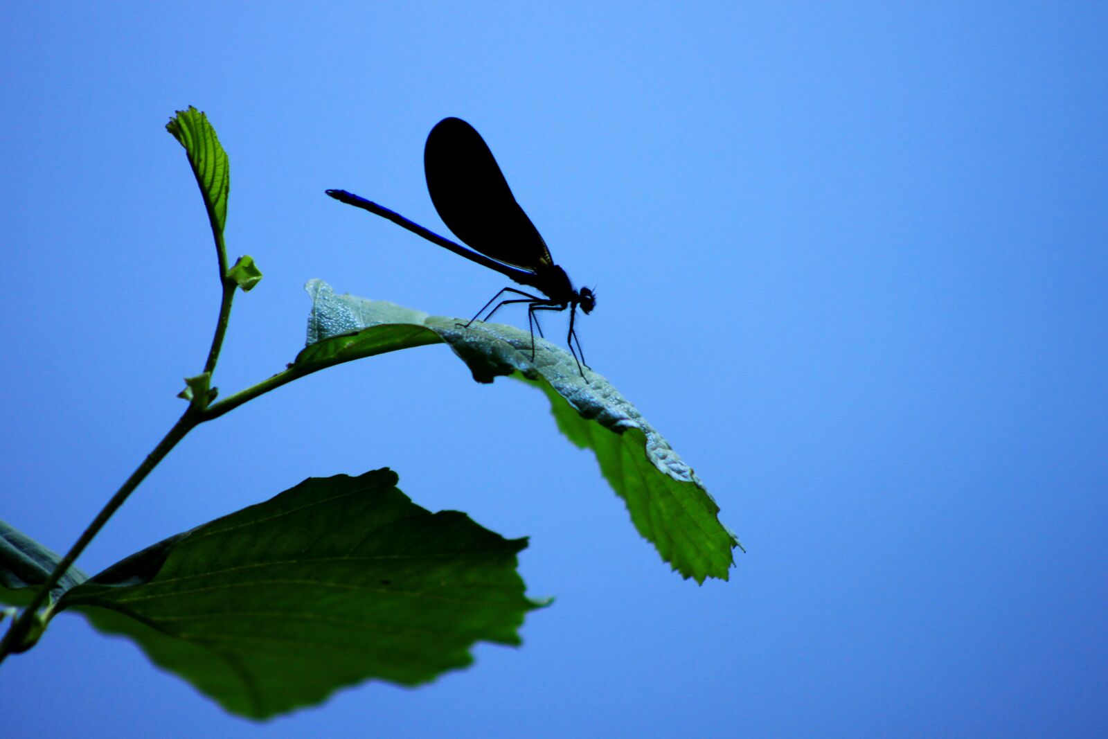 Canon EOS 500D (EOS Rebel T1i / EOS Kiss X3) sample photo. Macro, blue, plant photography