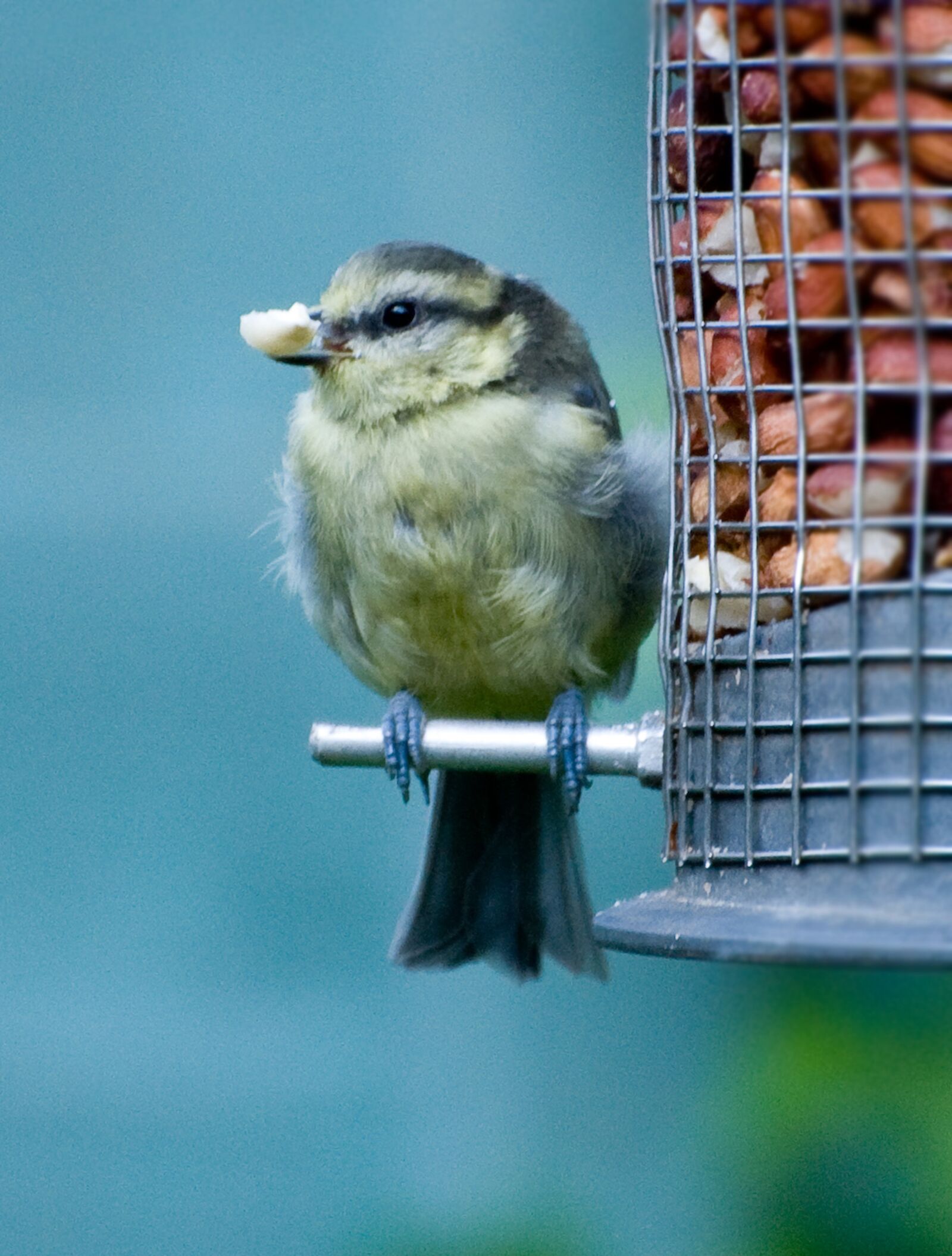 Nikon D300 sample photo. Blue tit, garden, songbird photography
