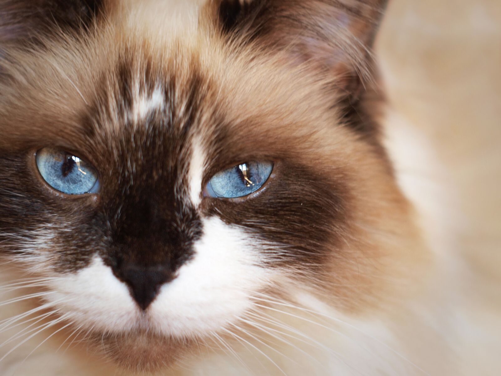 Olympus E-420 (EVOLT E-420) sample photo. Cat, eyes, breed photography
