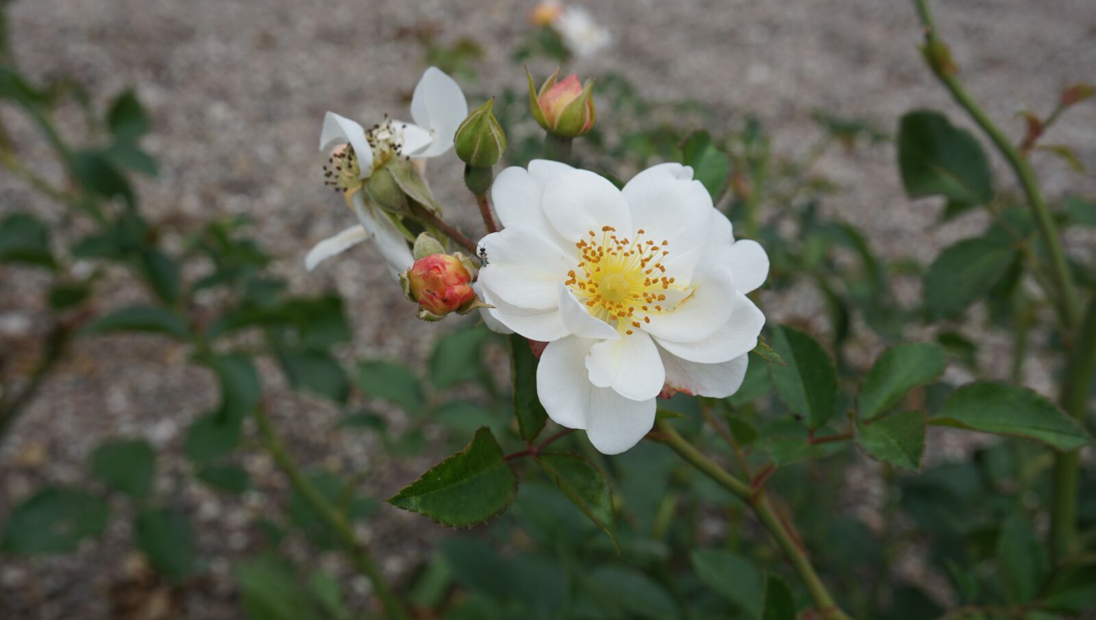 Sony a6000 sample photo. Rose, white, bud photography