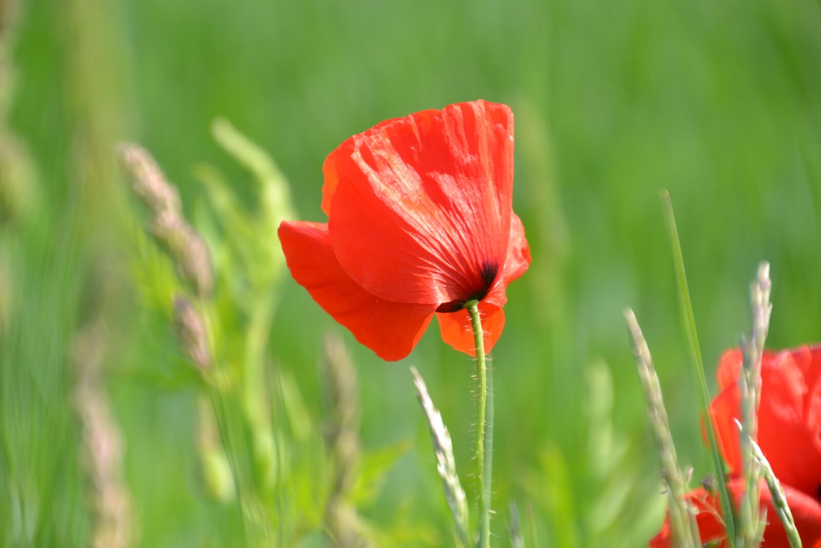 Nikon D3100 sample photo. Flower, poppy, klatschmohn photography