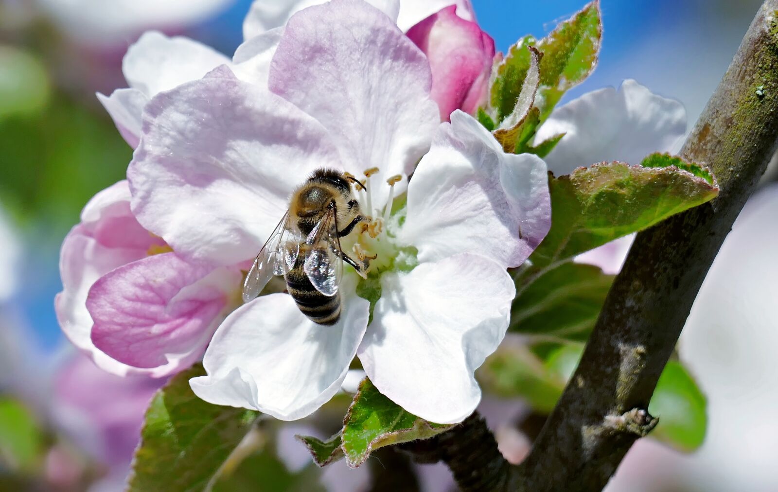 Panasonic Lumix DMC-FZ1000 sample photo. Apple blossom, wasp, branch photography