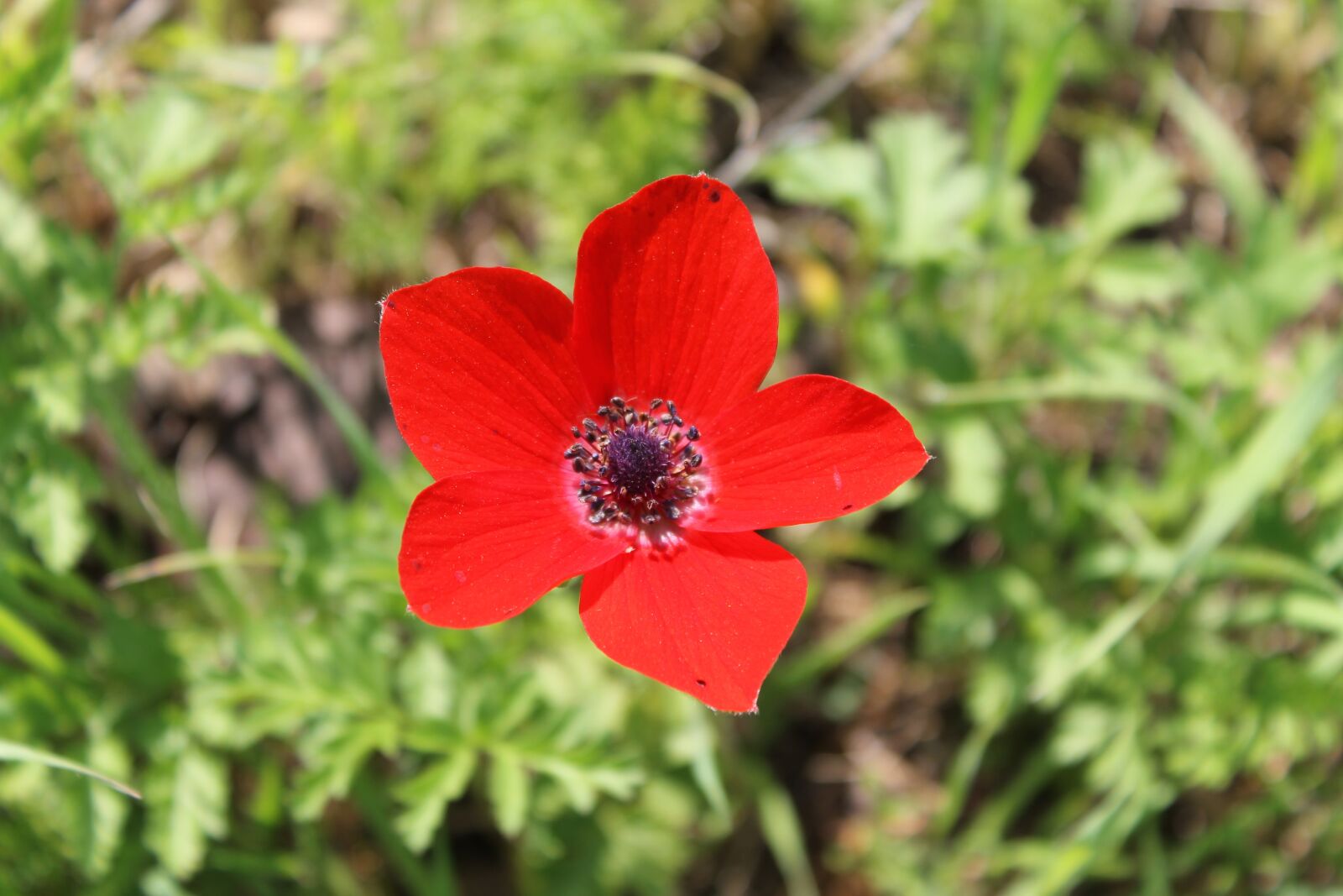 Canon EOS 1100D (EOS Rebel T3 / EOS Kiss X50) sample photo. Flower, blossom, spring photography